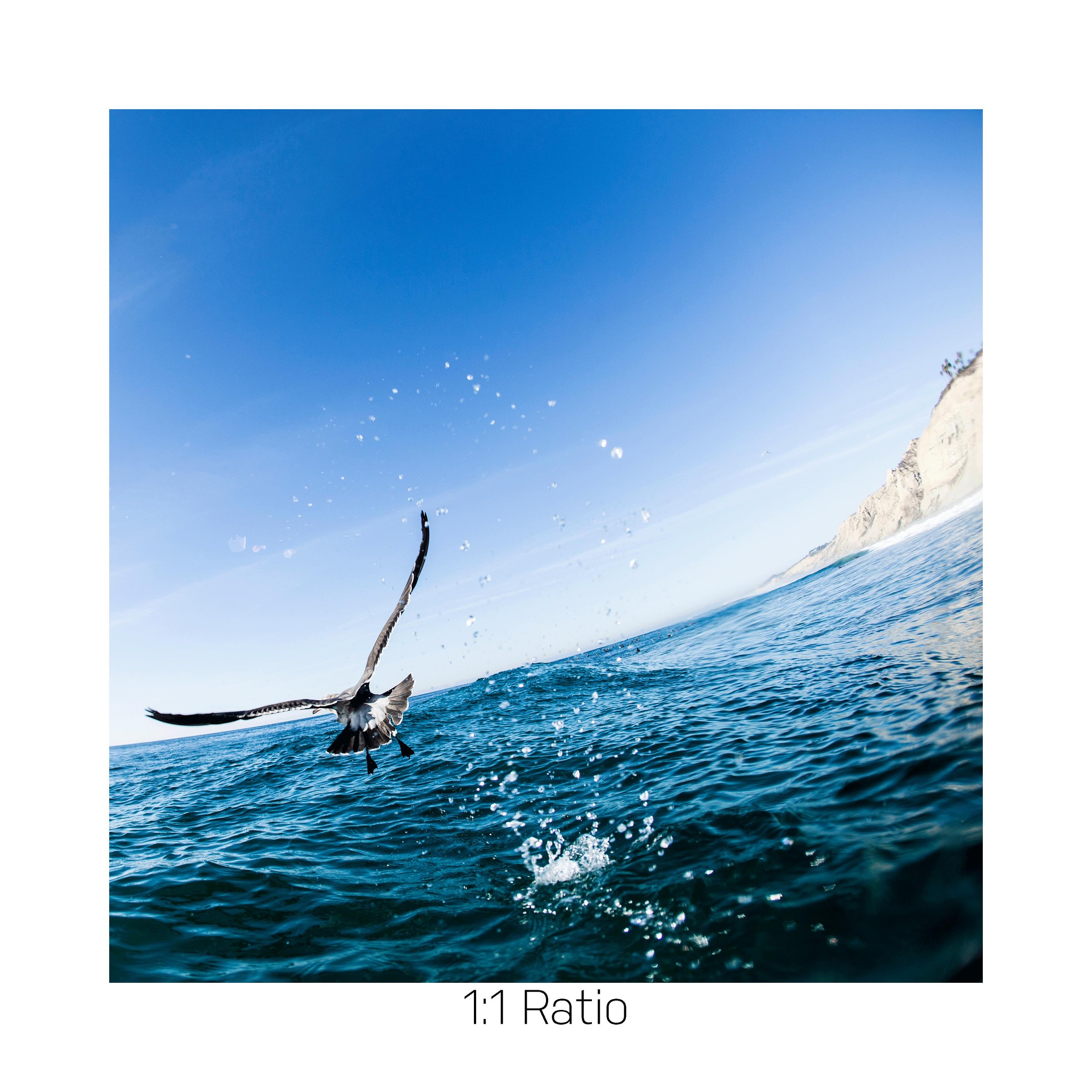 SeagullSummer_12x12.jpg