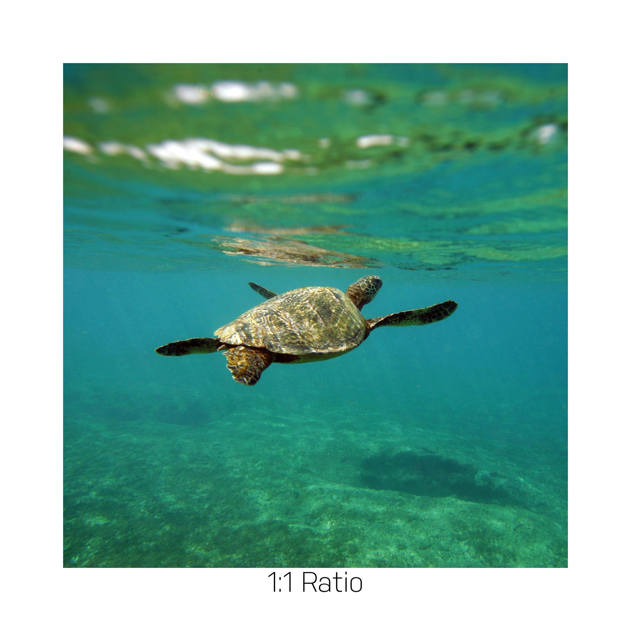 Turtle12x12.jpg