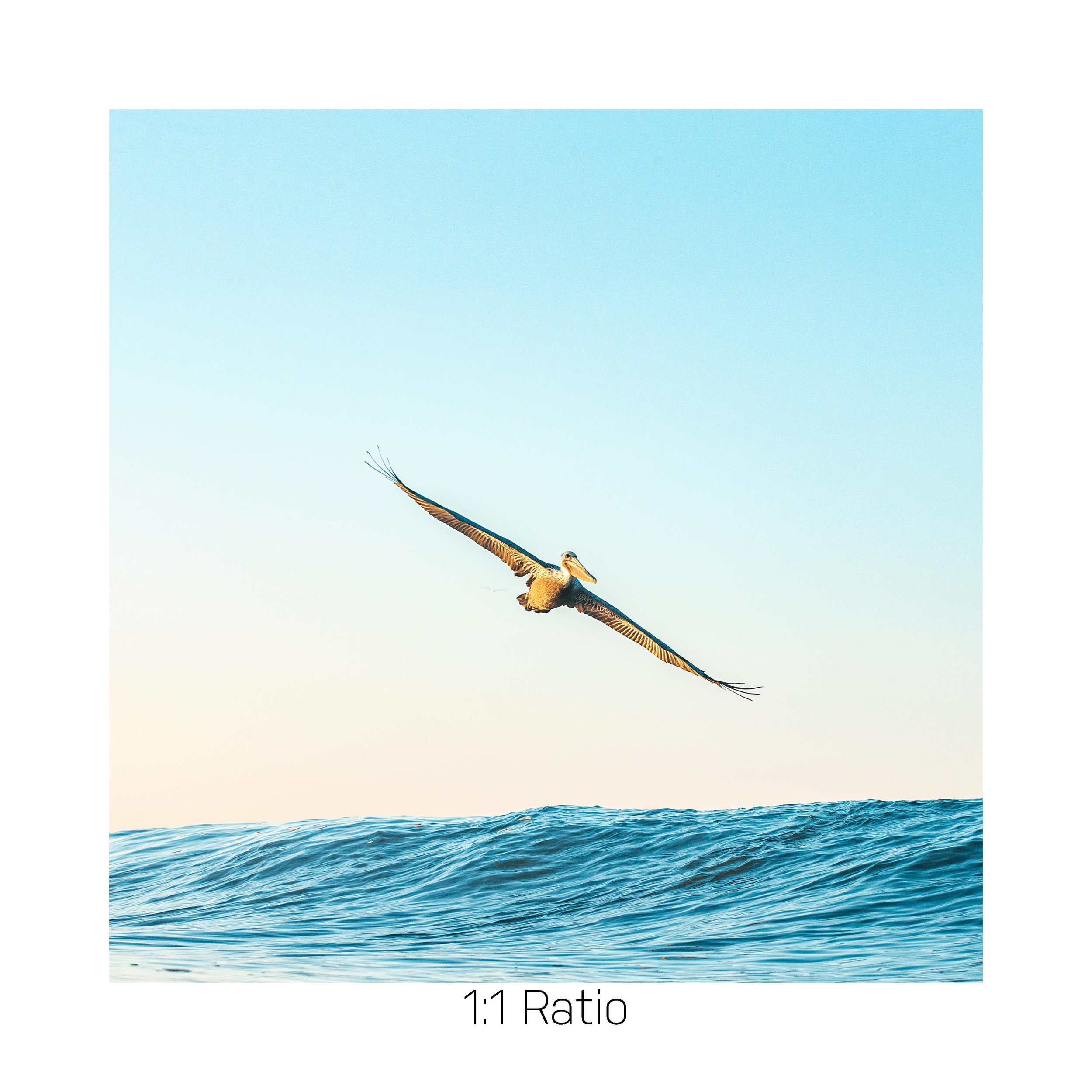 WingsUp-12x12.jpg
