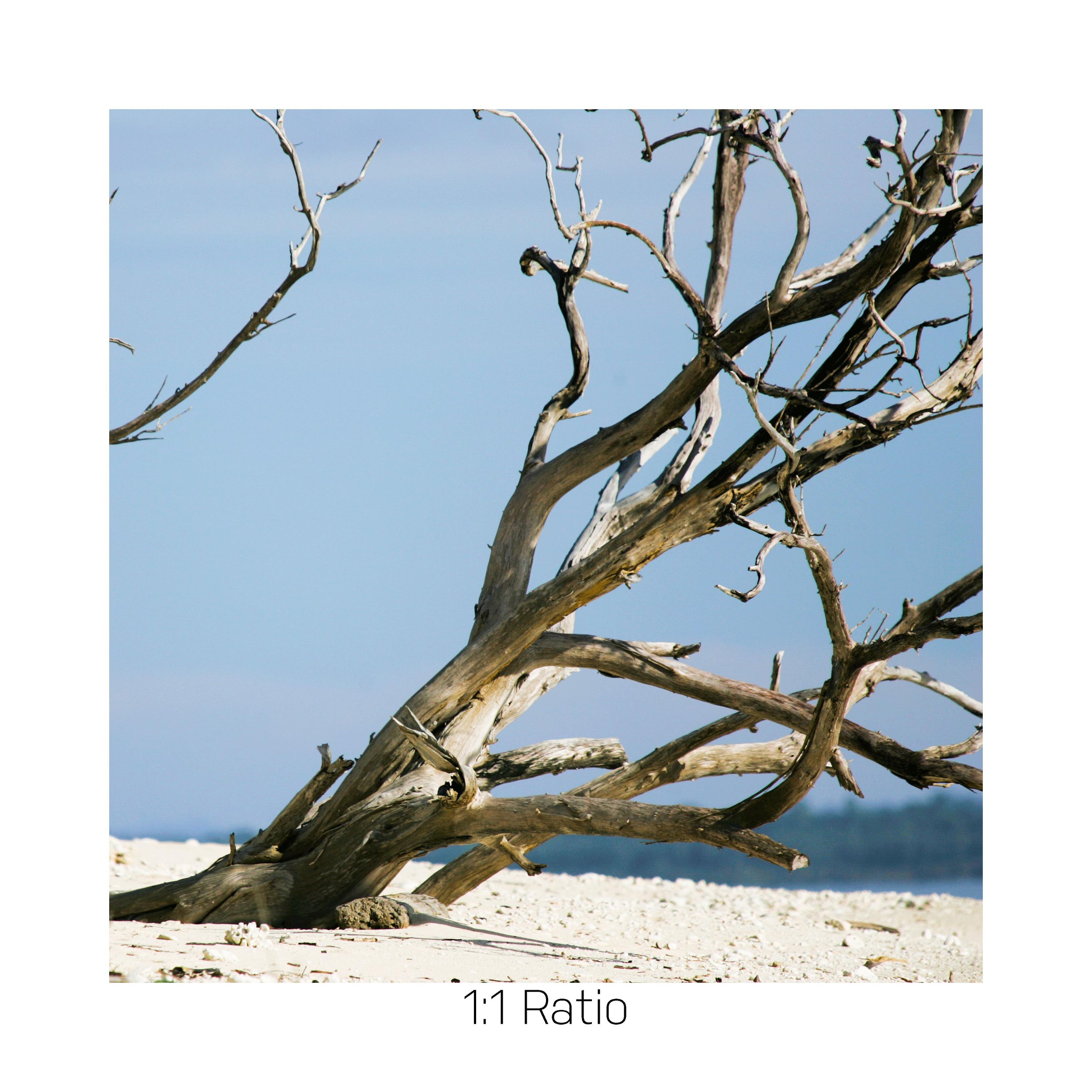 TwistedKnot_Color_12x12.jpg