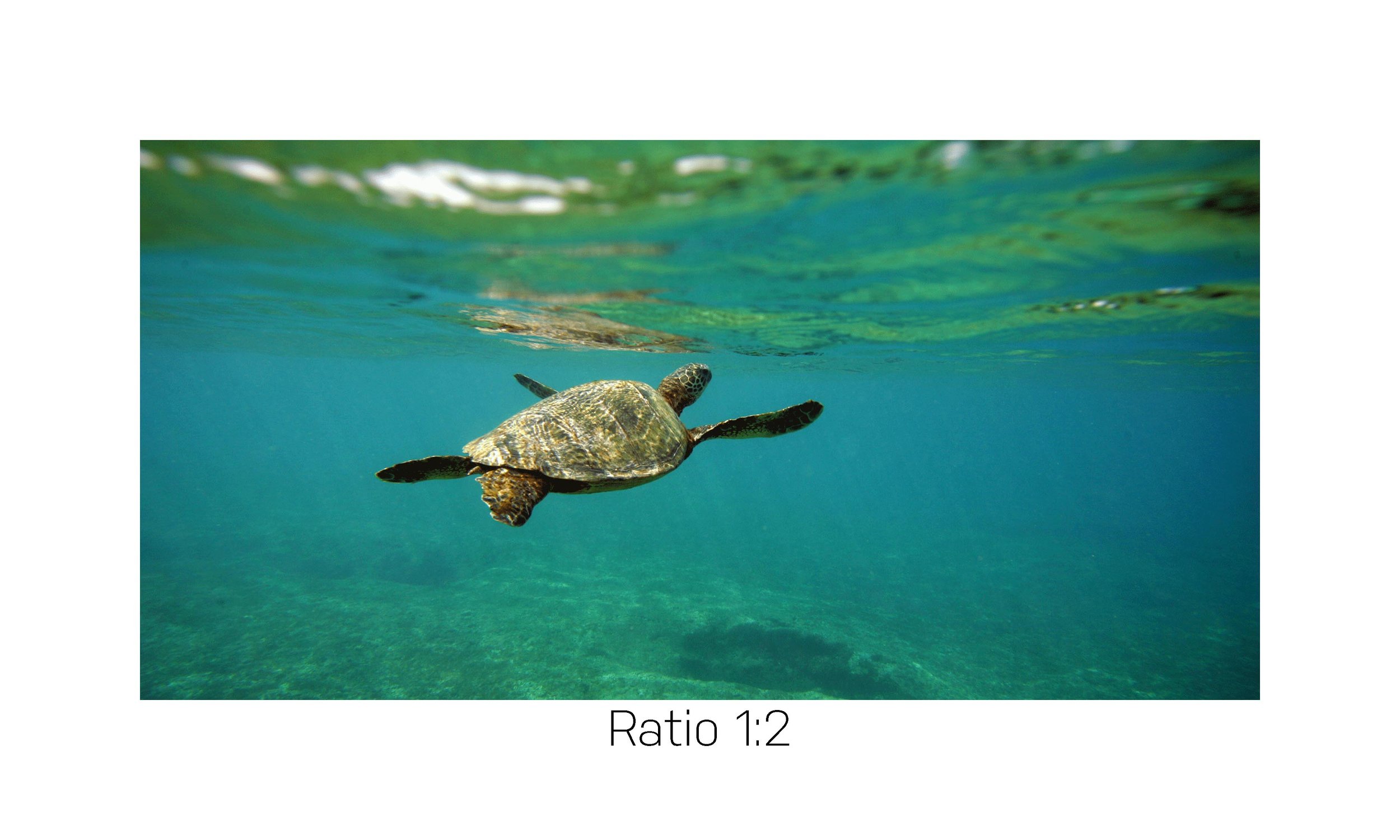 Turtle_12x24.jpg