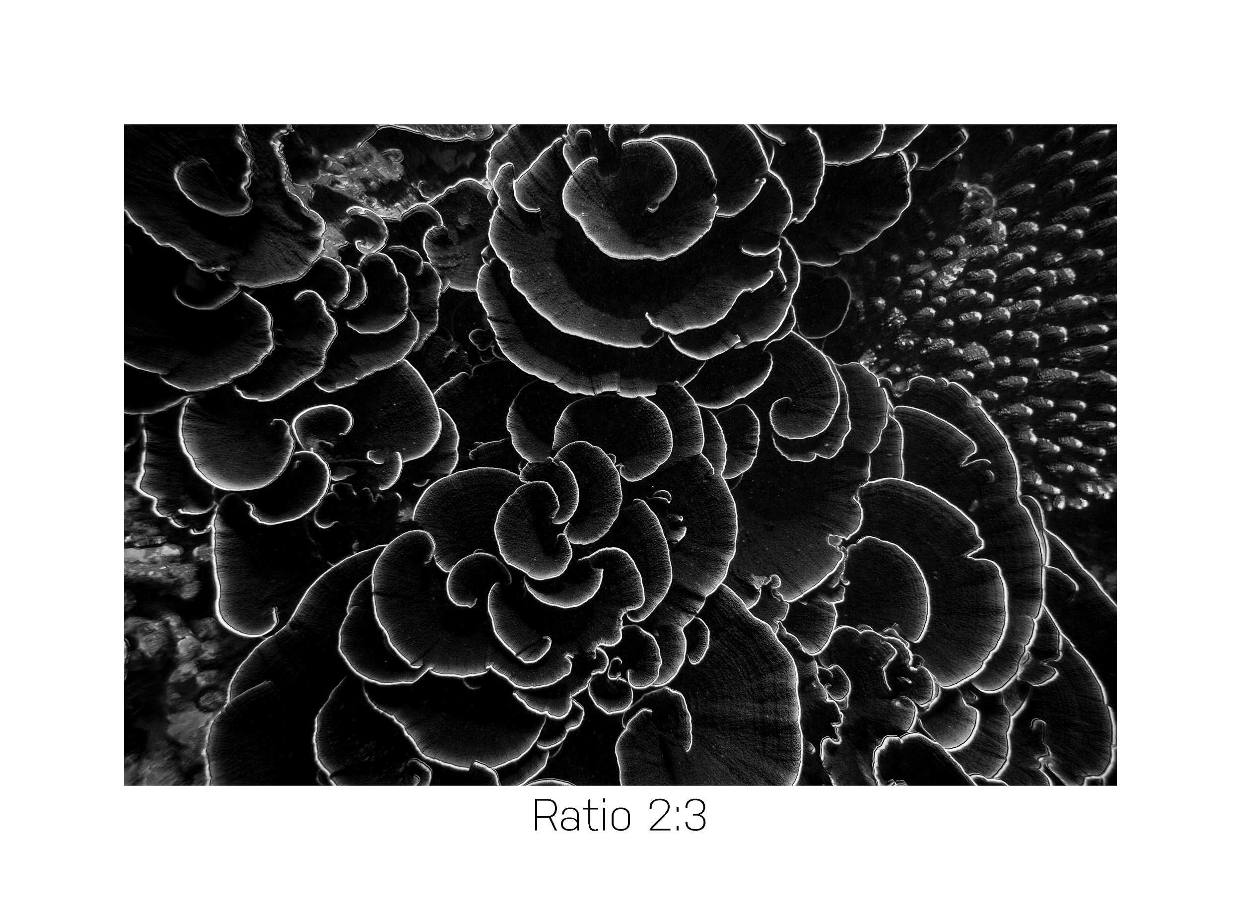CoralBlack_16x24.png