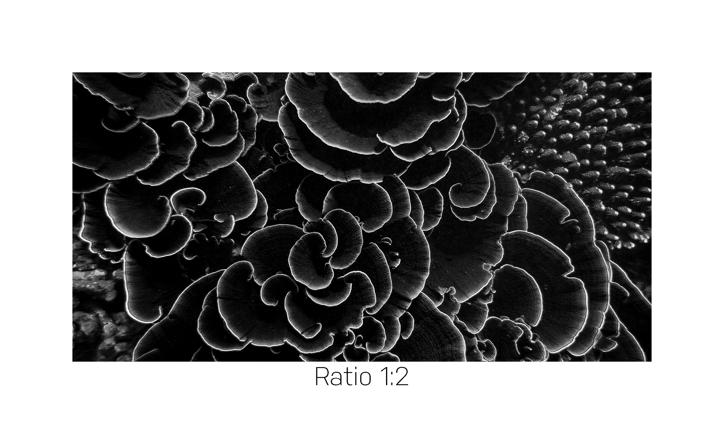 CoralBlack_12x24.png