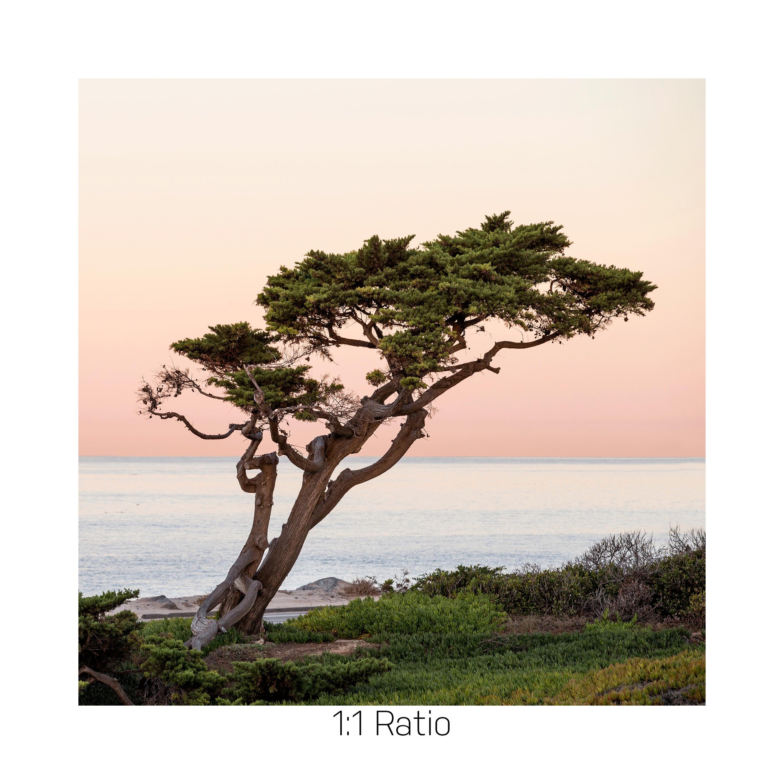 PCHTree-12x12.jpg