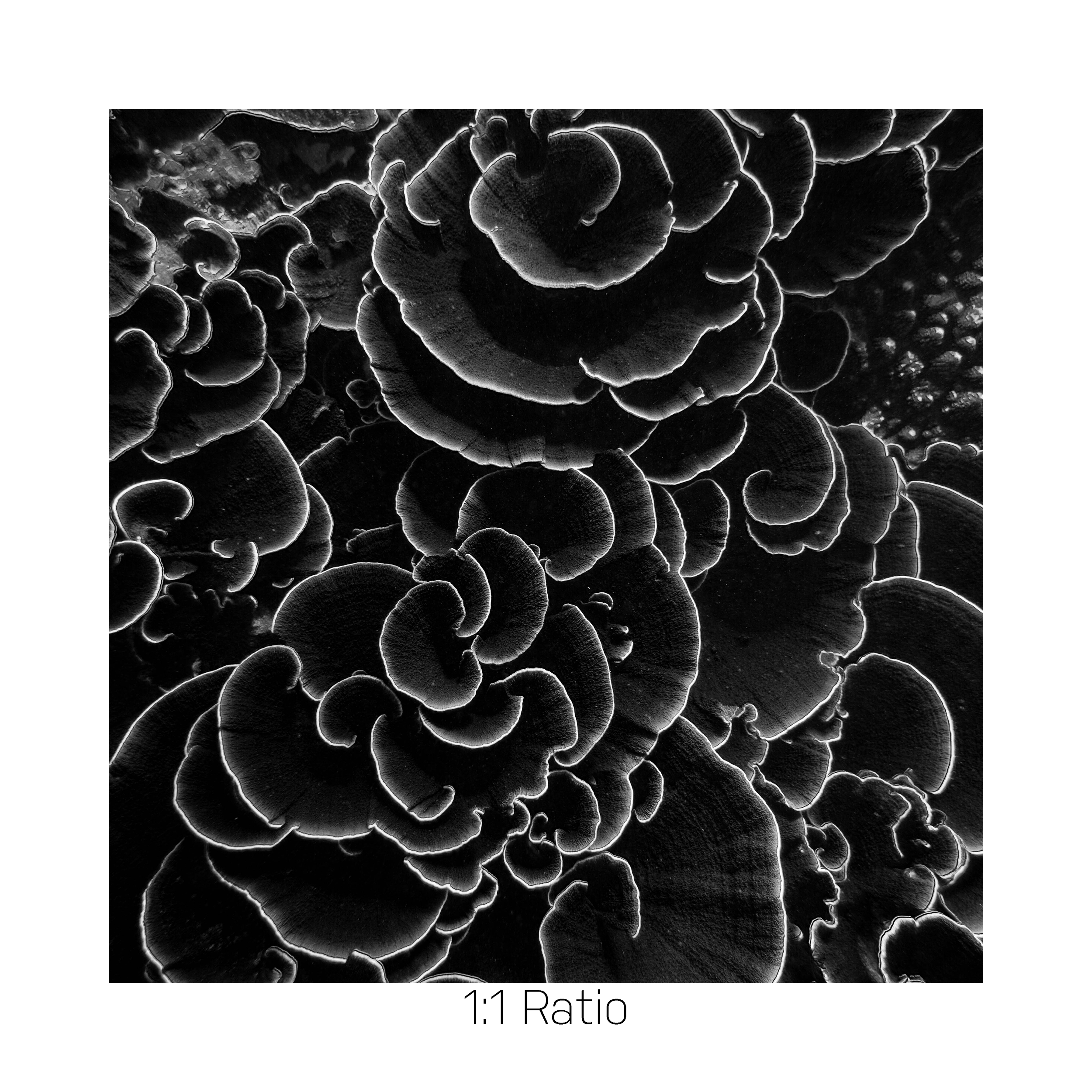 CoralBlack_12x12.png