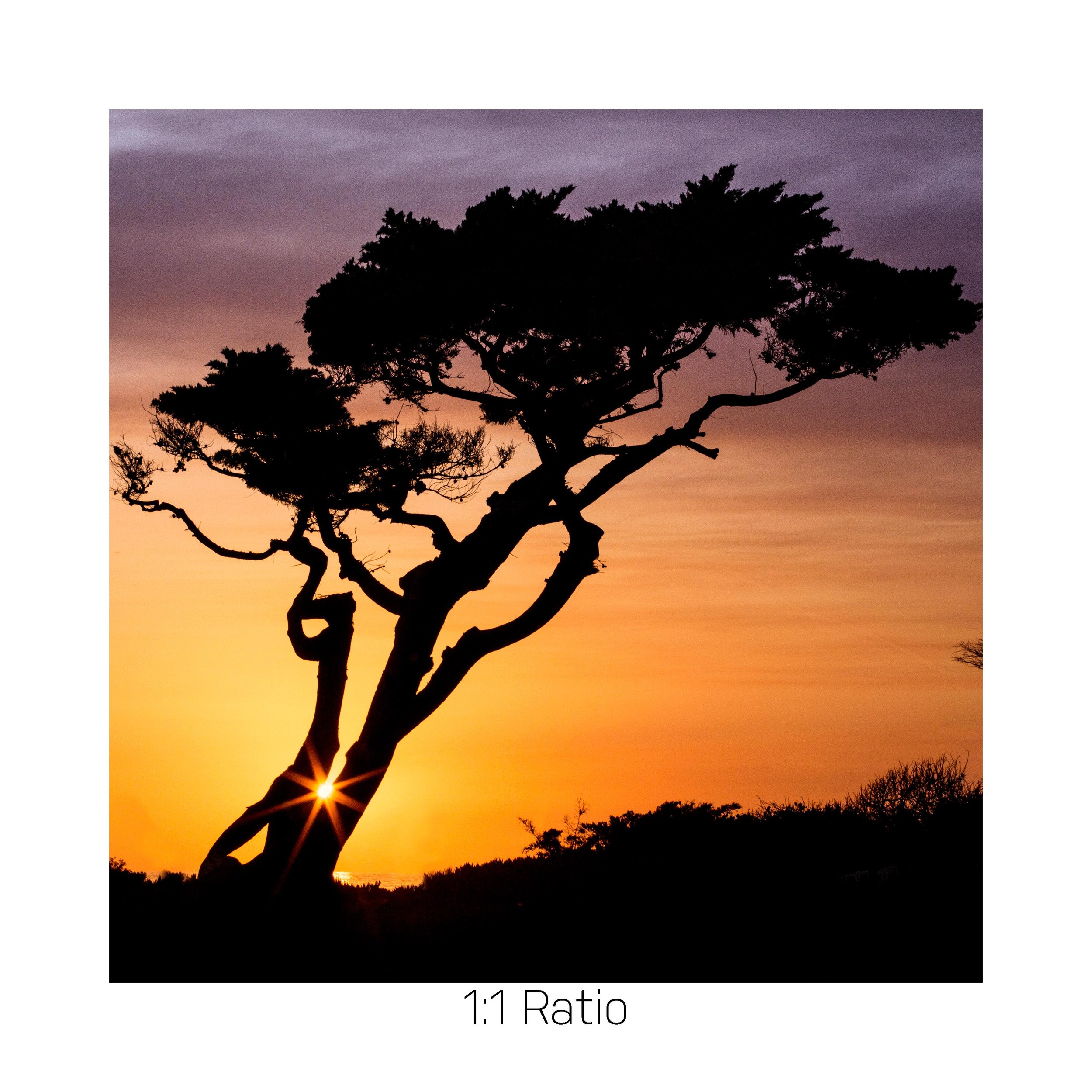 PCH-SunsetTree-12x12.jpg