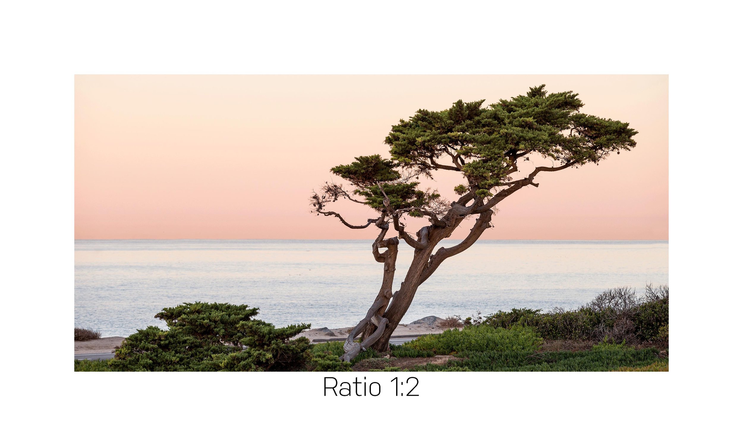 PCHTree-12x24.jpg