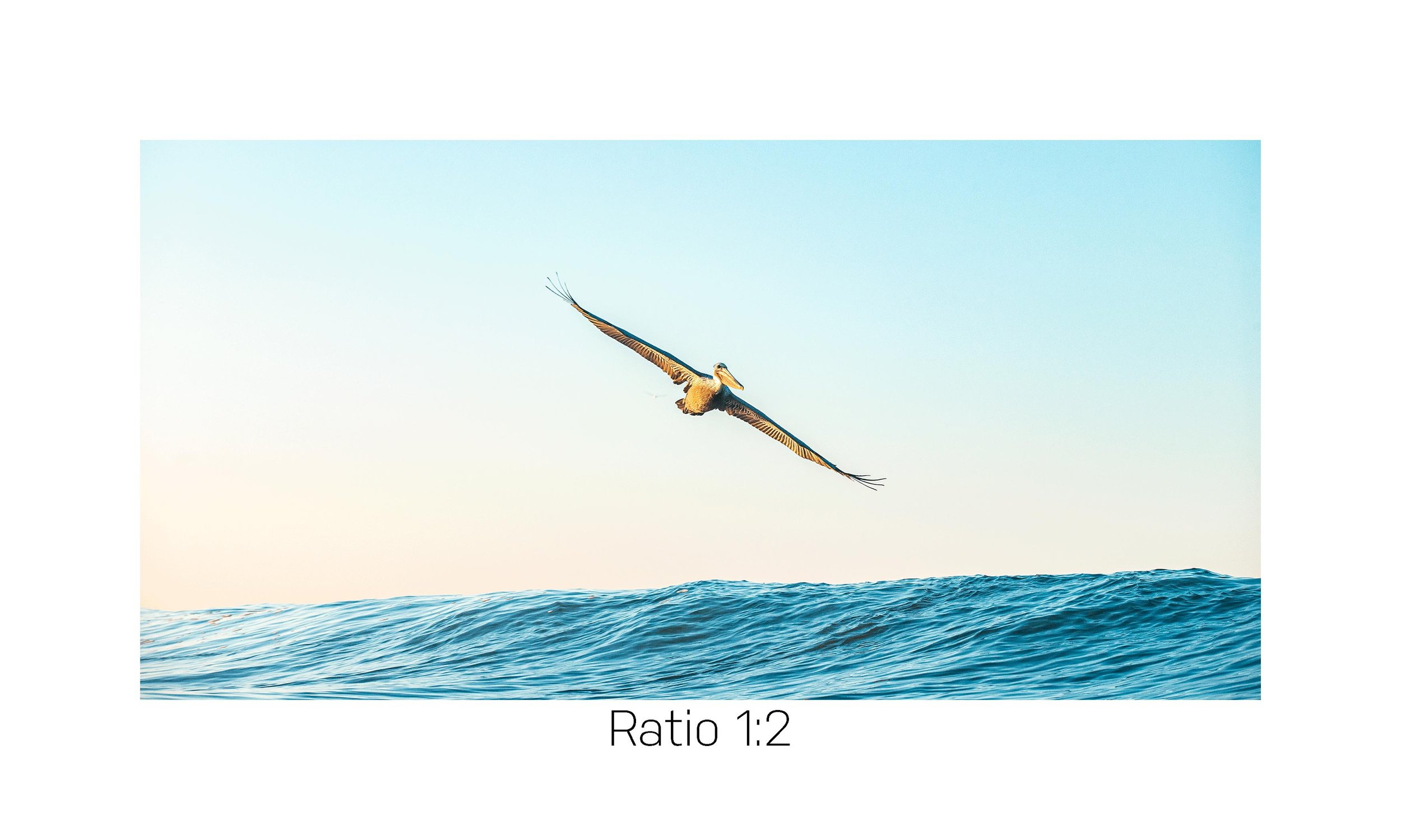 WingsUp-12x24.jpg
