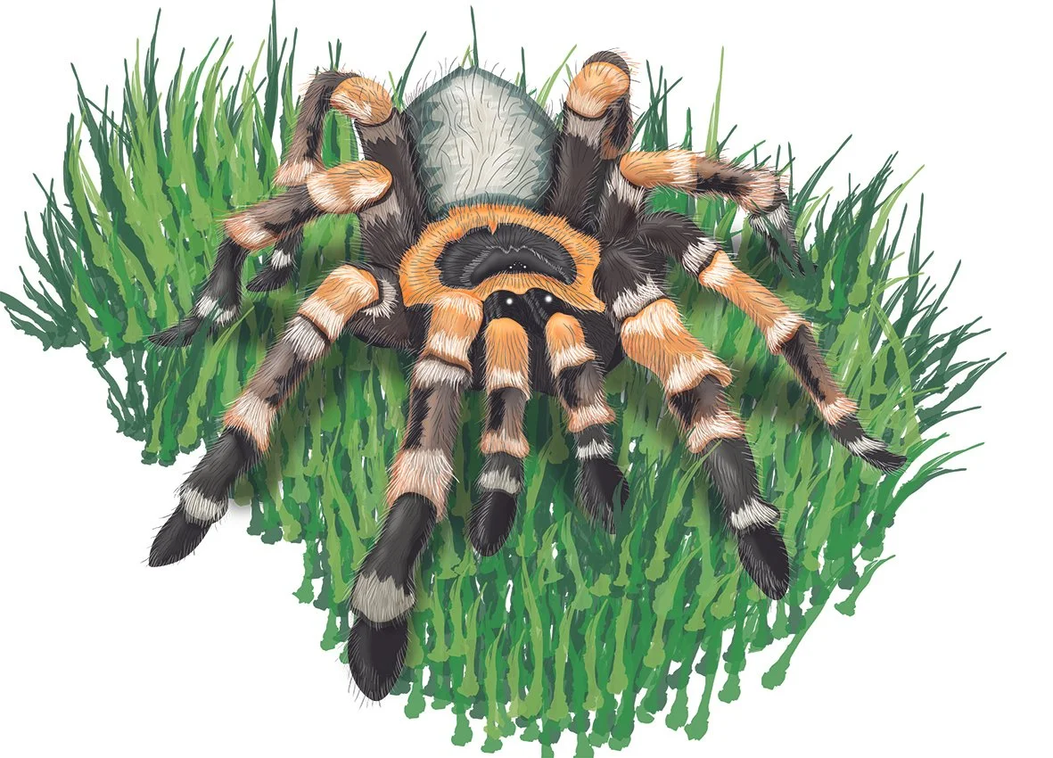 tarantula 2 copy.jpg