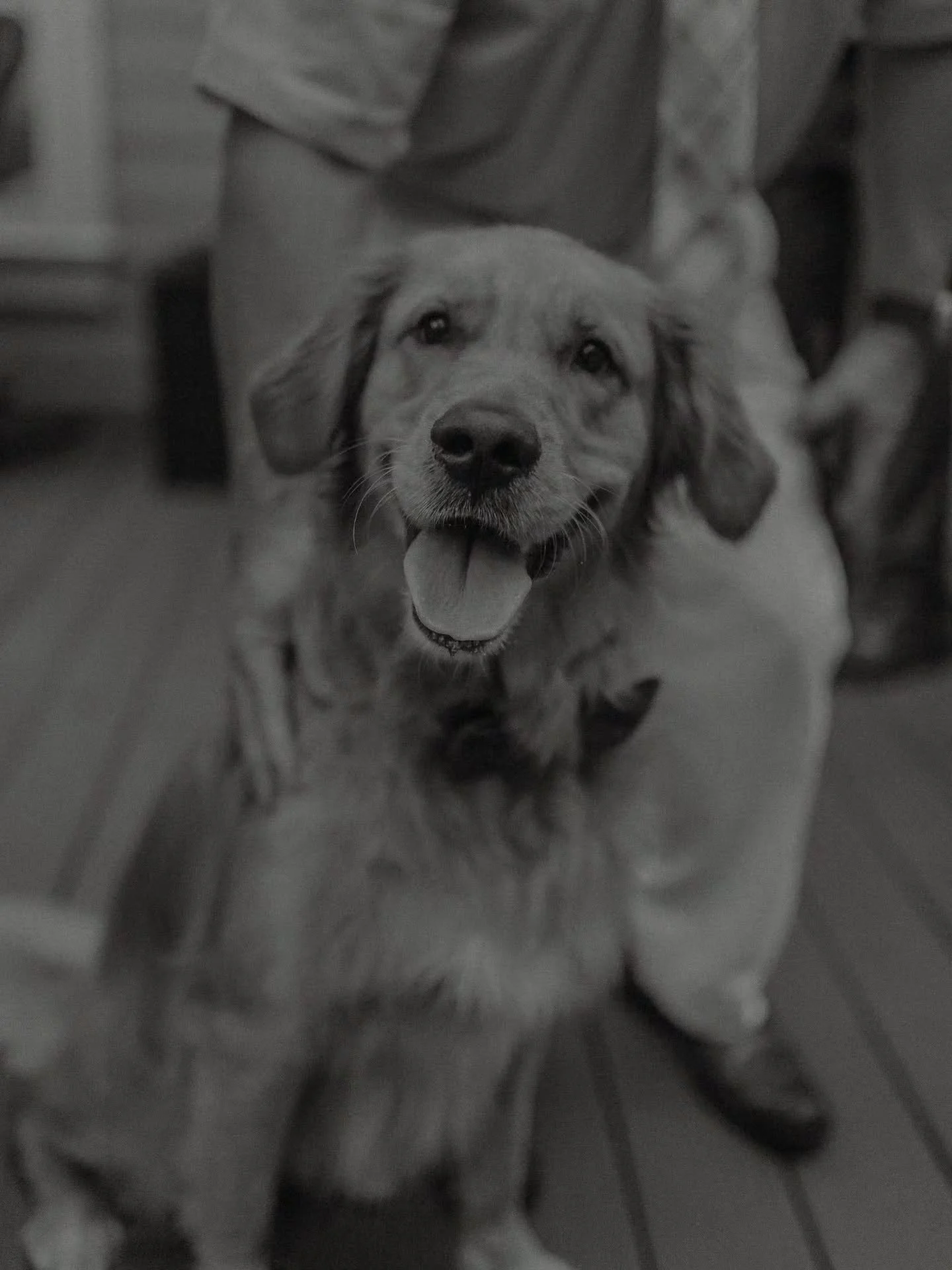 If you're considering bringing your dog to your wedding, engagements, family session, anything... Just know my answer is YES 1000% YES 👏🏻

Please scroll to the end to find out why we were all laughing our butts off during the first dance 🤣💛💛