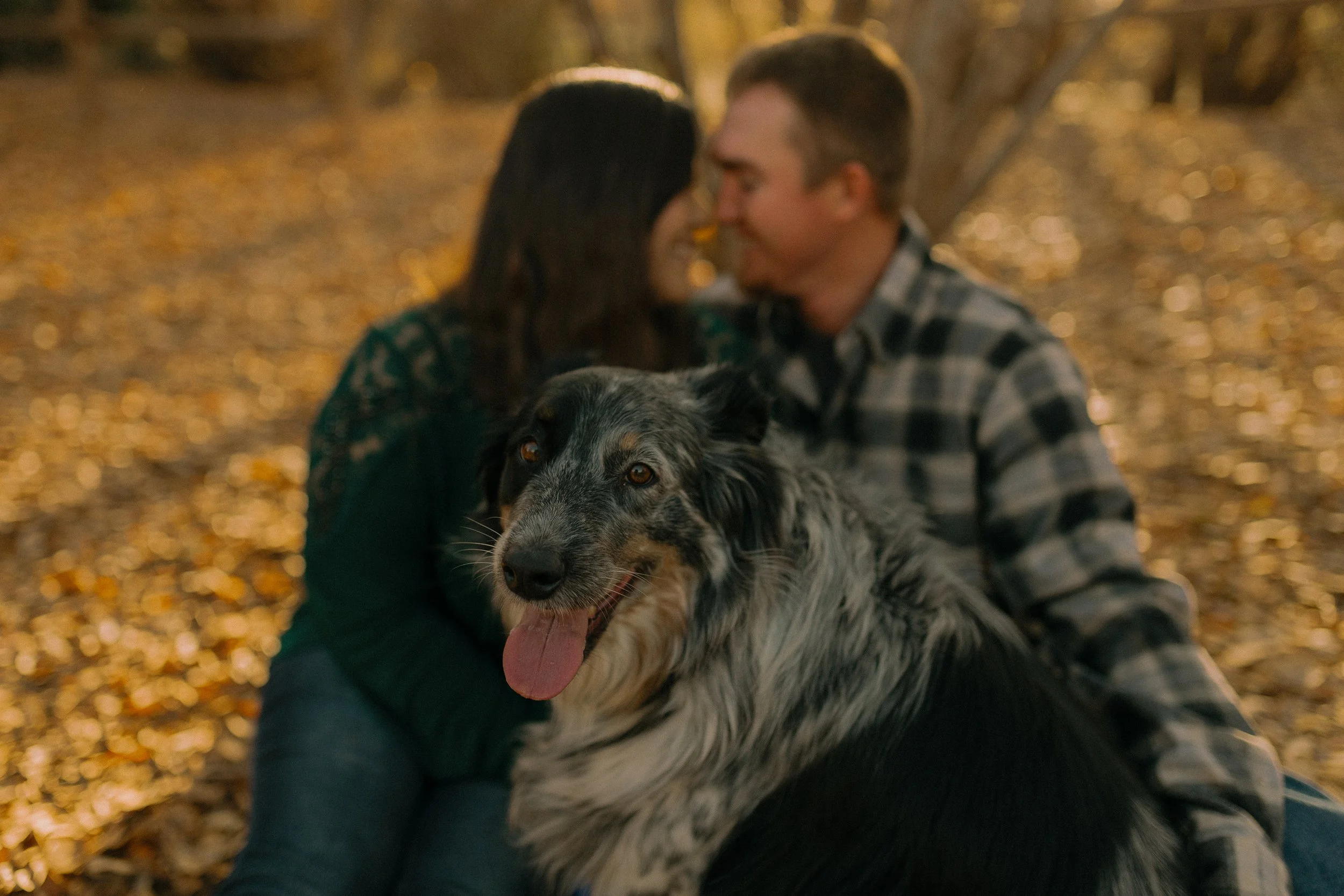 A couple sitting in a park with an Australian Shepherd dog in the foreground.