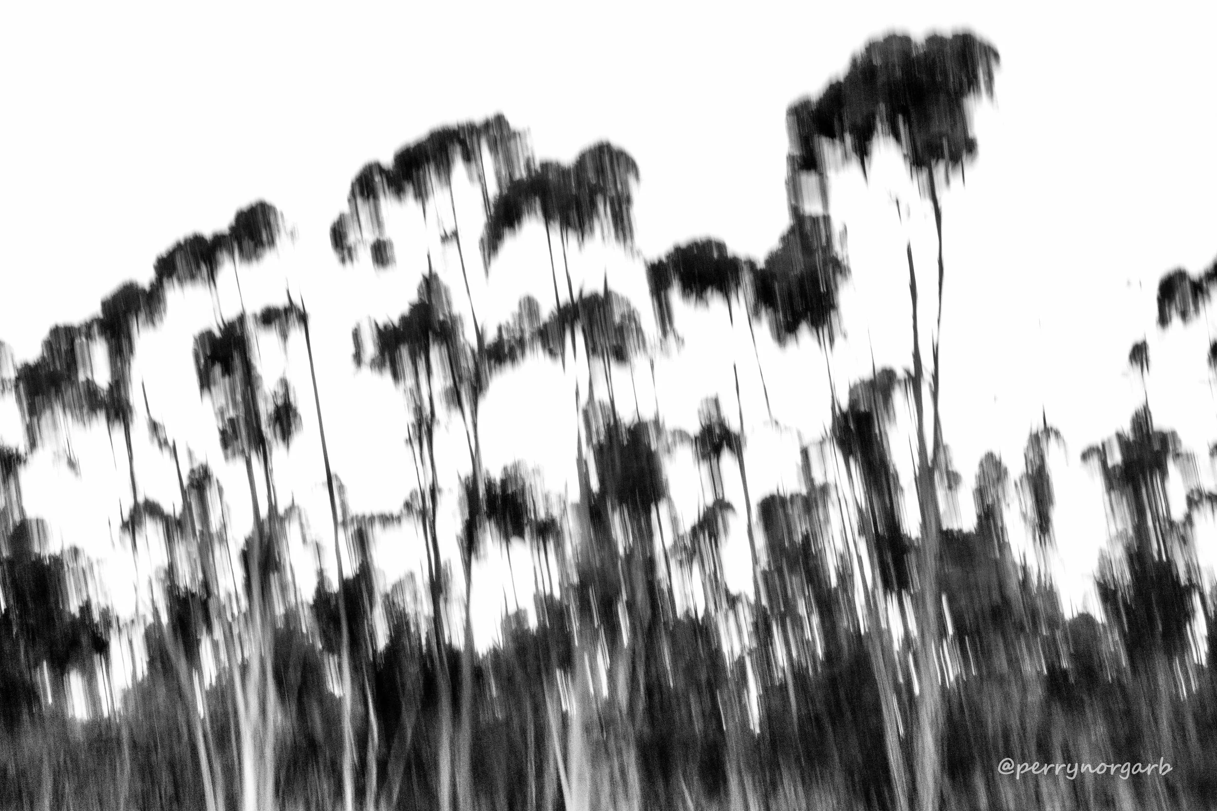 Click for more on the bluegums