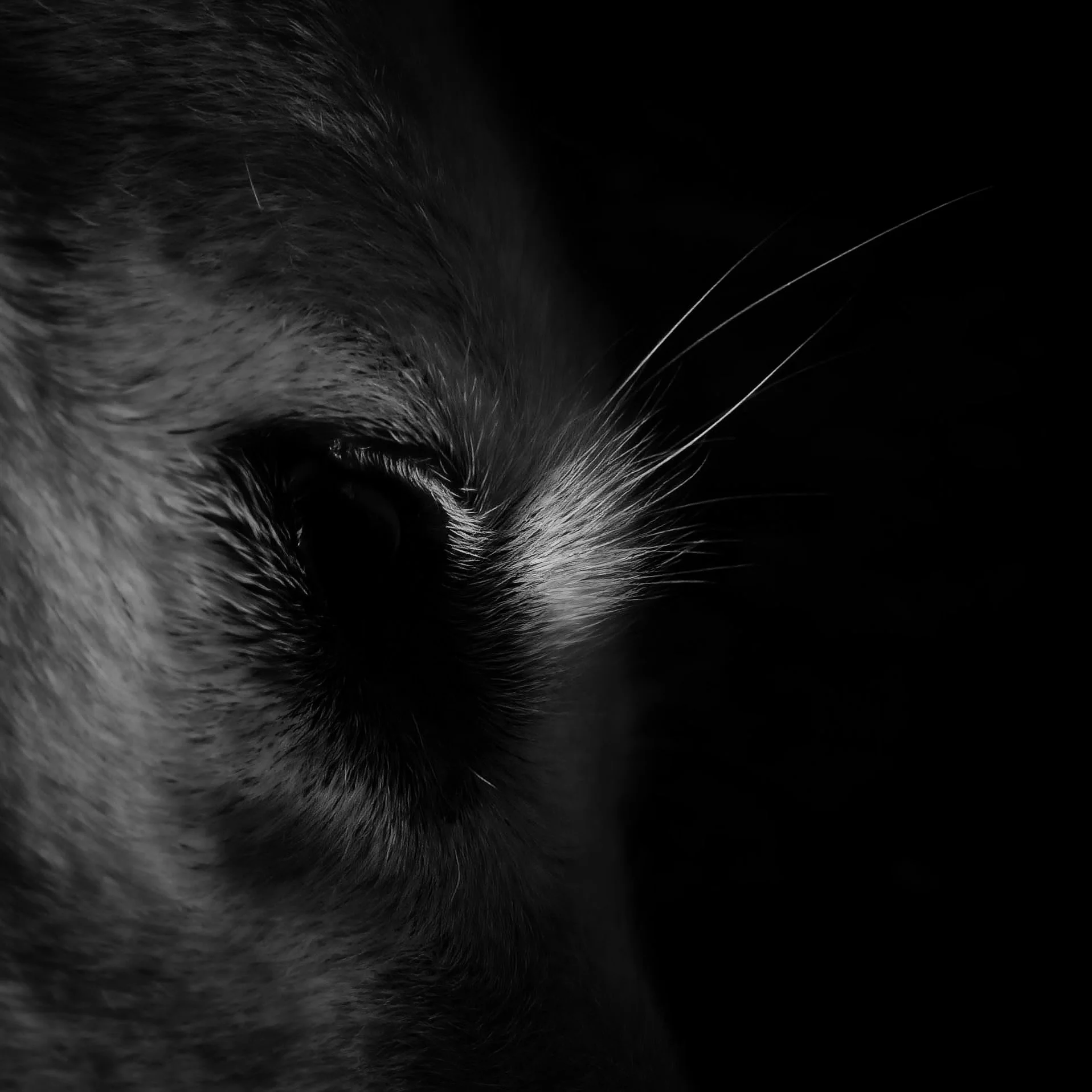 National Whiskers Day