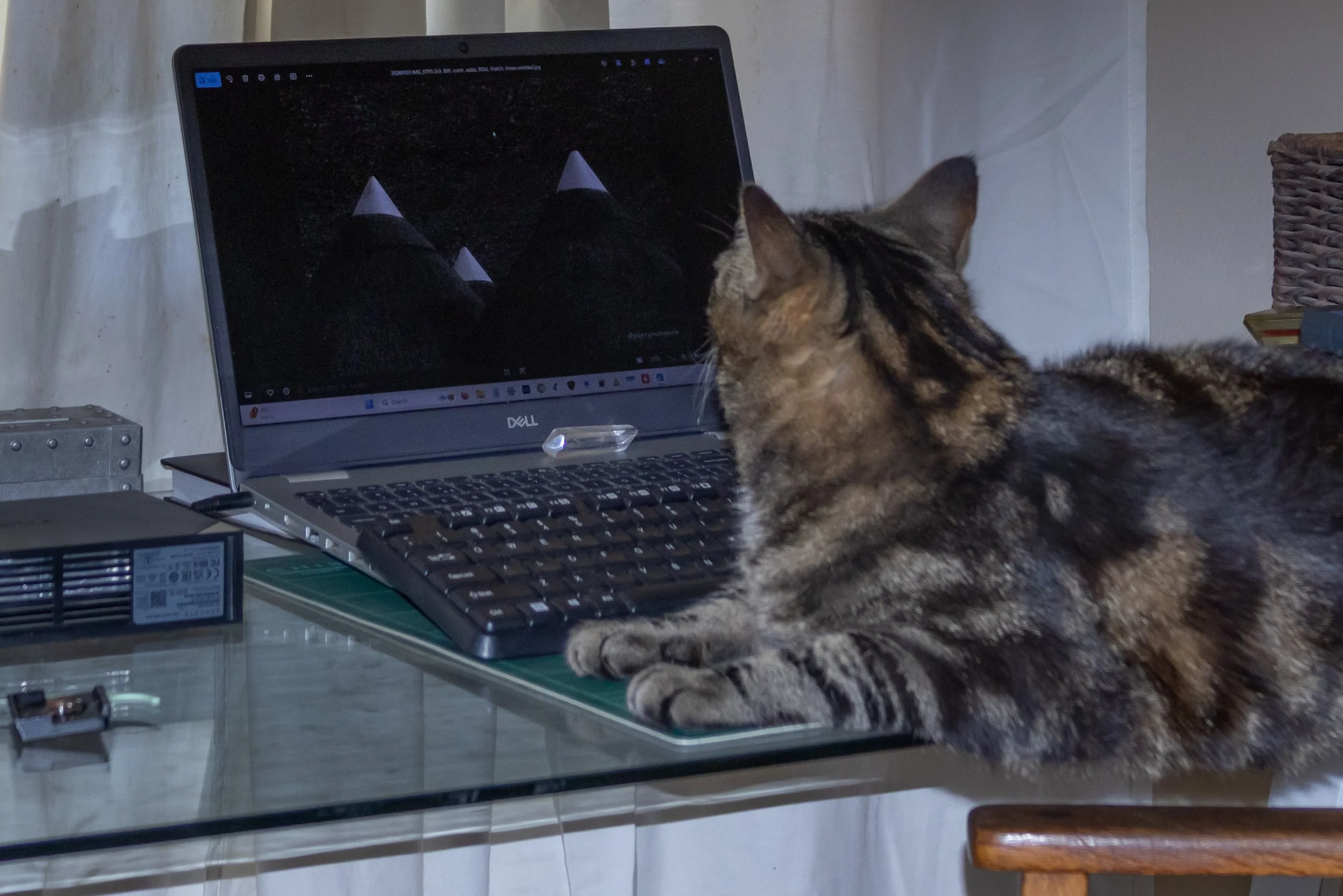 A Brief Story About a Cat and Missing Photos.