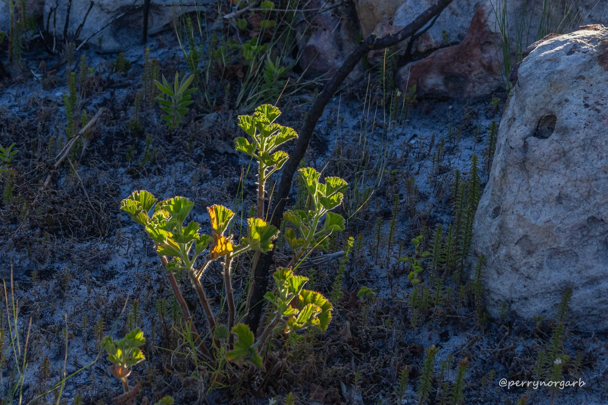 A Long-Overdue Visit to Silvermine Nature Reserve..