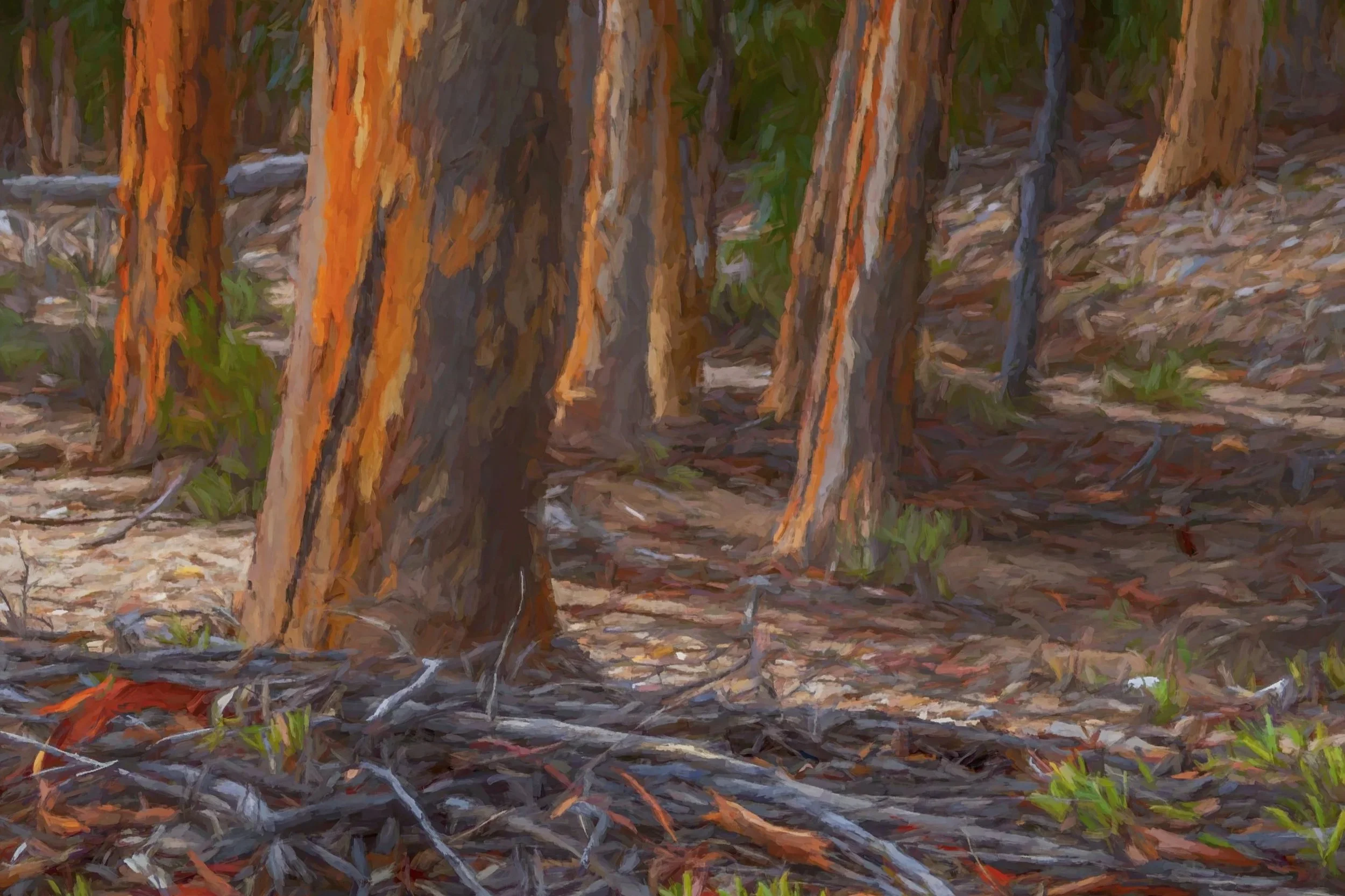 The bluegum 'forest'. Click image for more..