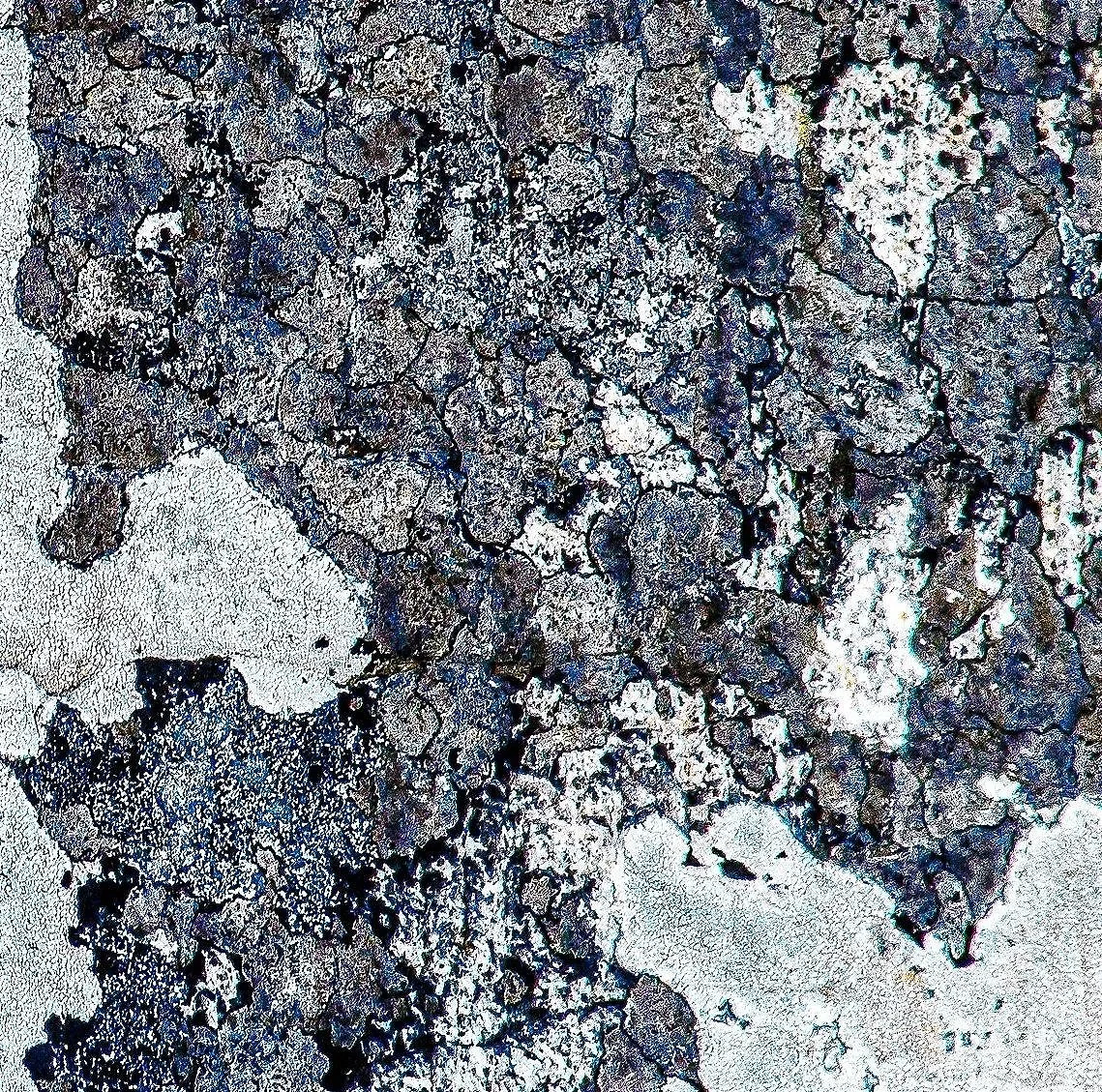 Click for more South African Lichen.