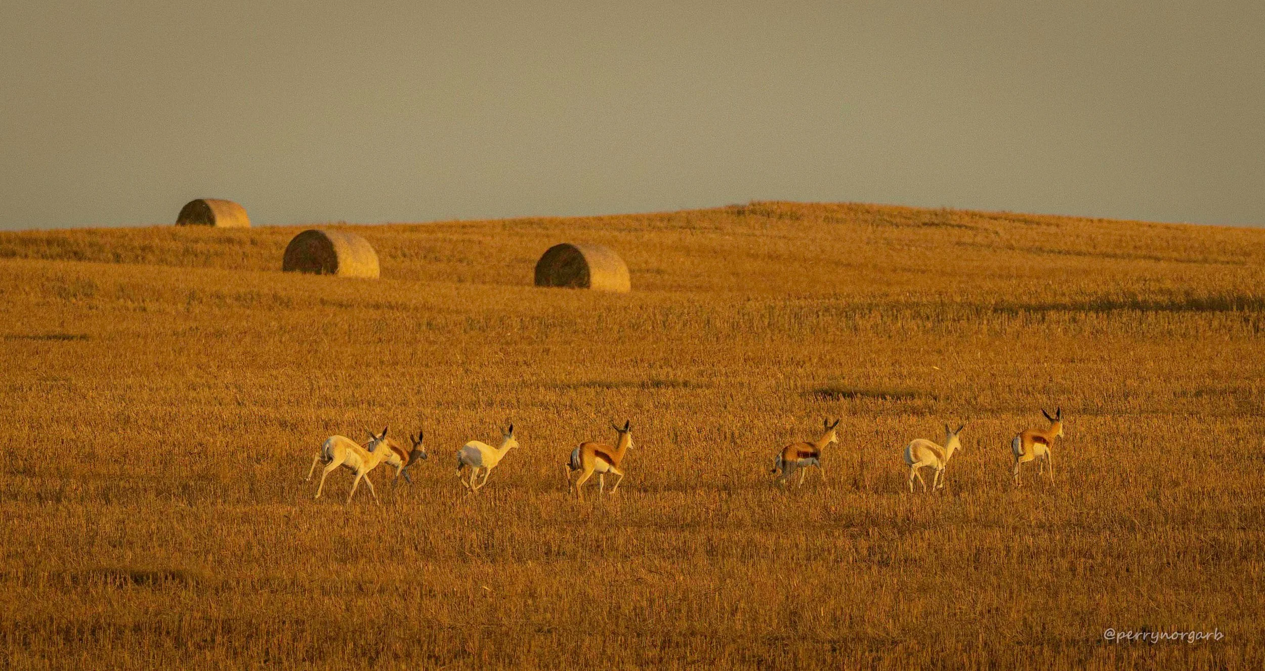 Springbuck or Springbokke in a field of hay bales on the Weskus of South Africa.