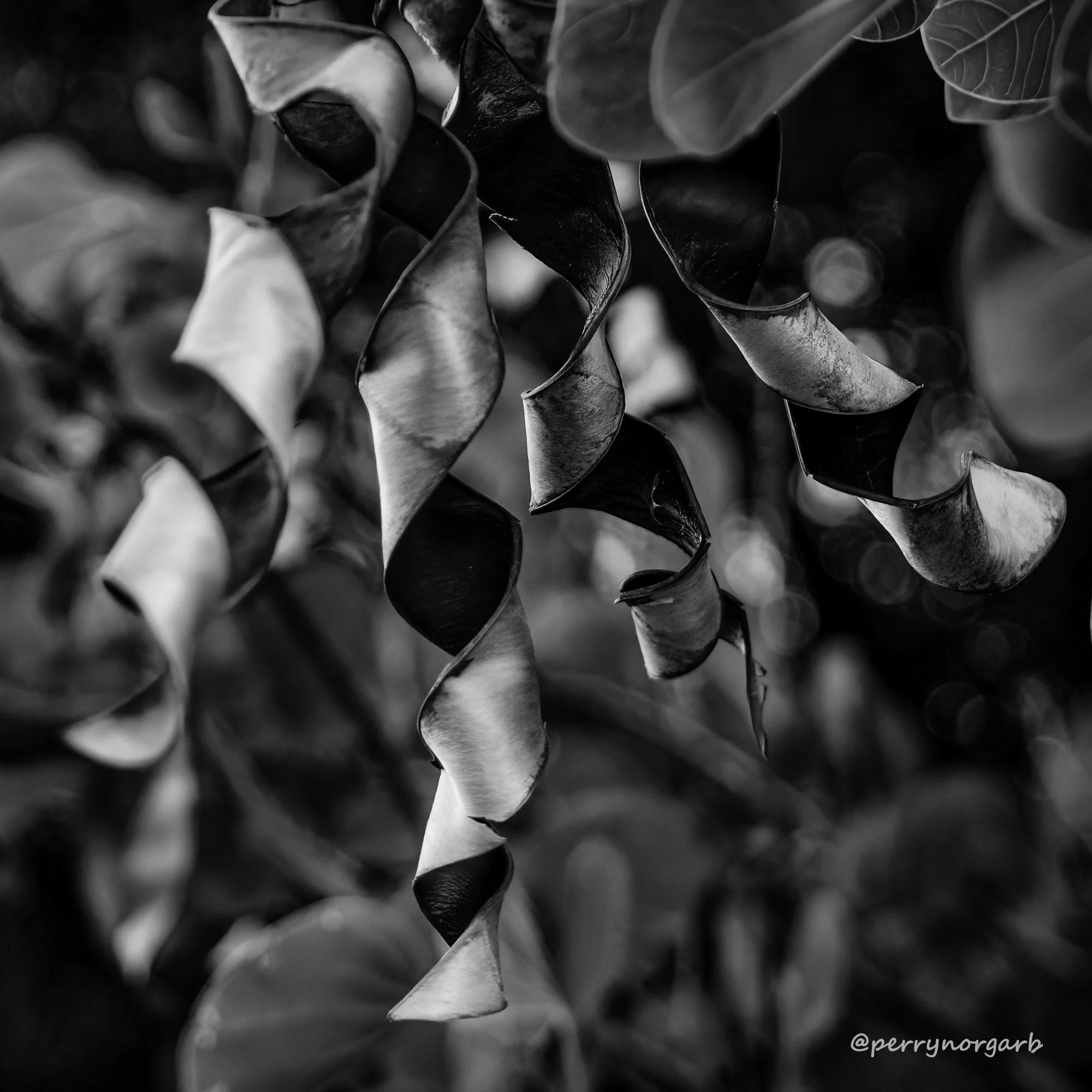 20260303 IMG_3777 1x1, abstr, bauhinia galpinii, pods, seeds.jpg