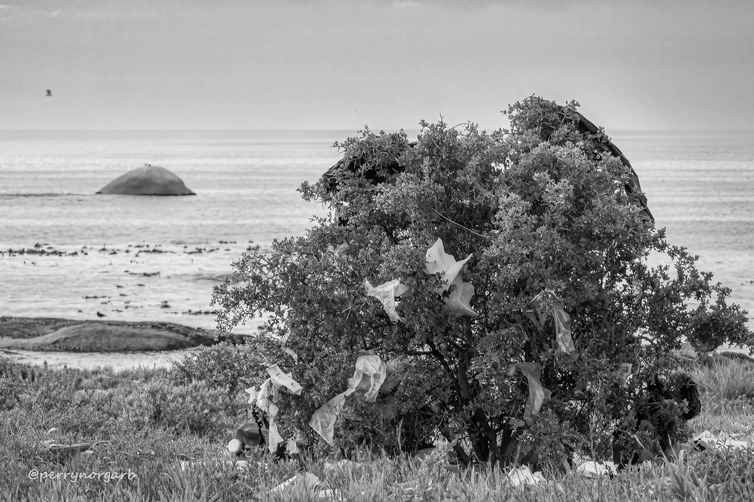 20250702 IMG_2856 2x3, bside, LITTER, RUBBISH, trash, poll-3.jpg