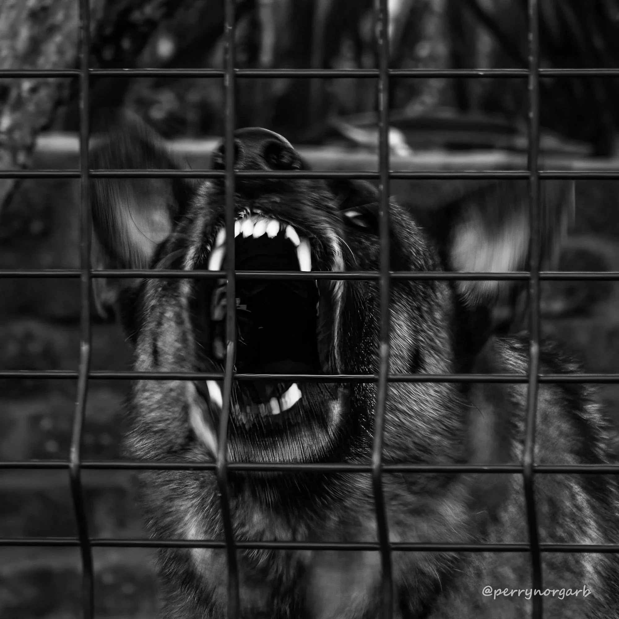 A snarling guard dog protecting his home.