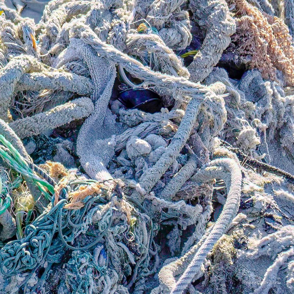 Discarded fishing net washed up on West Coast/ Weskus beach, South Africa