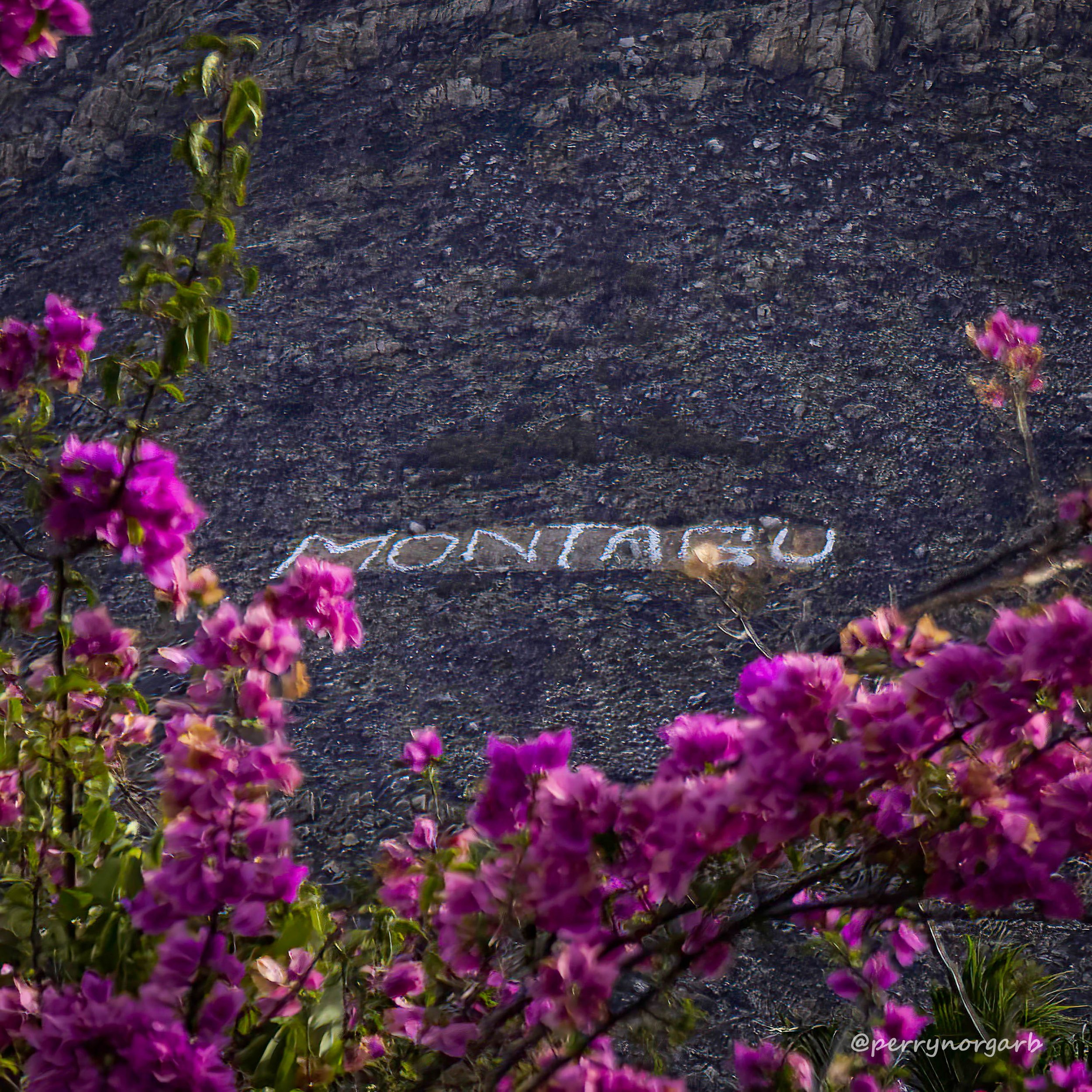 20260103 IMG_0805 1x1, MONTAGU, SIGN untitled.jpg