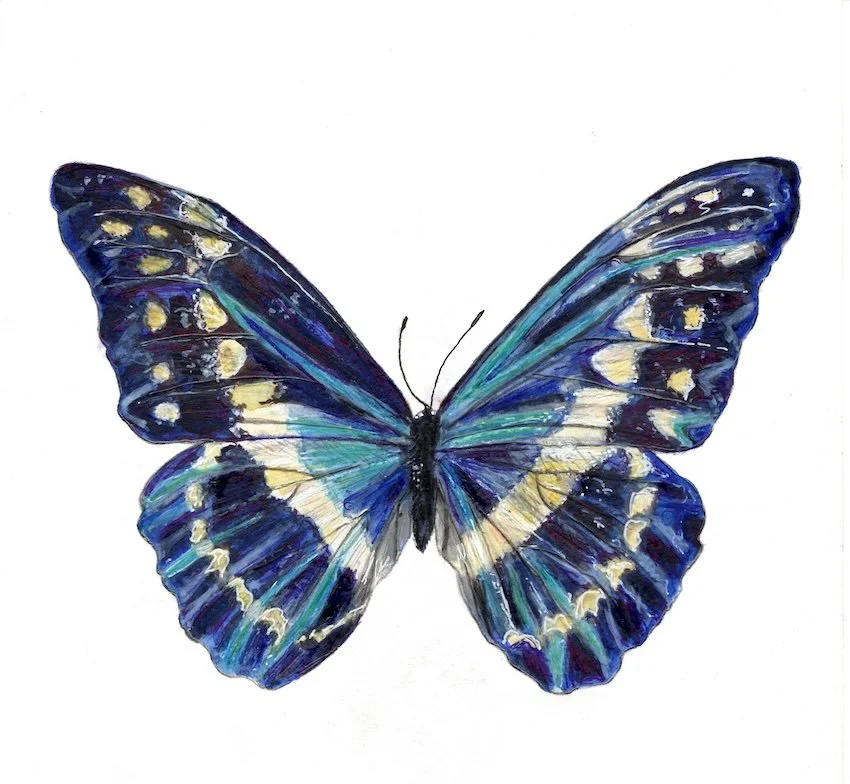 Blue Morpho