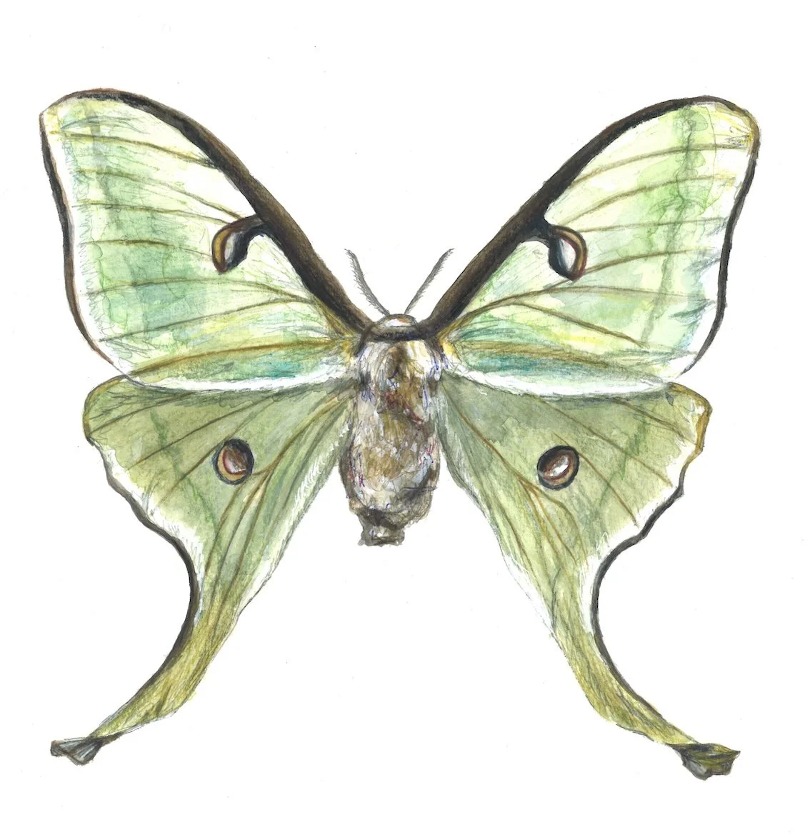 Moon Moth