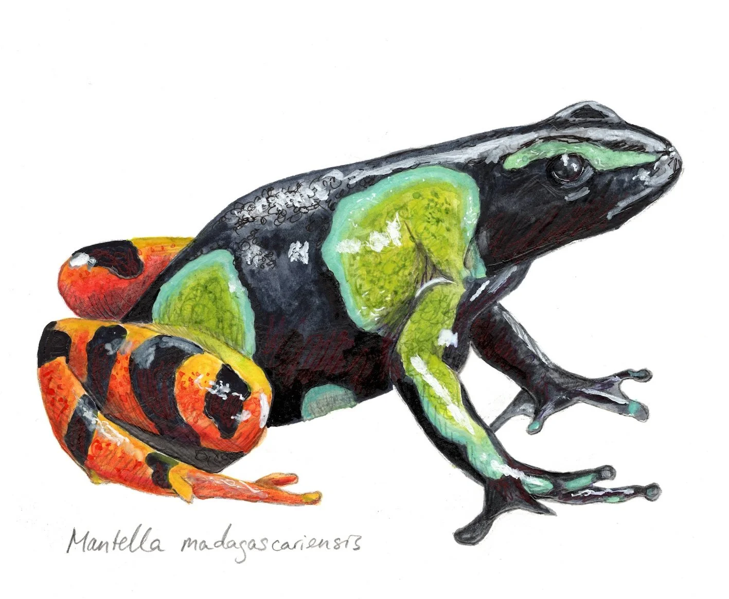 Painted Mantella