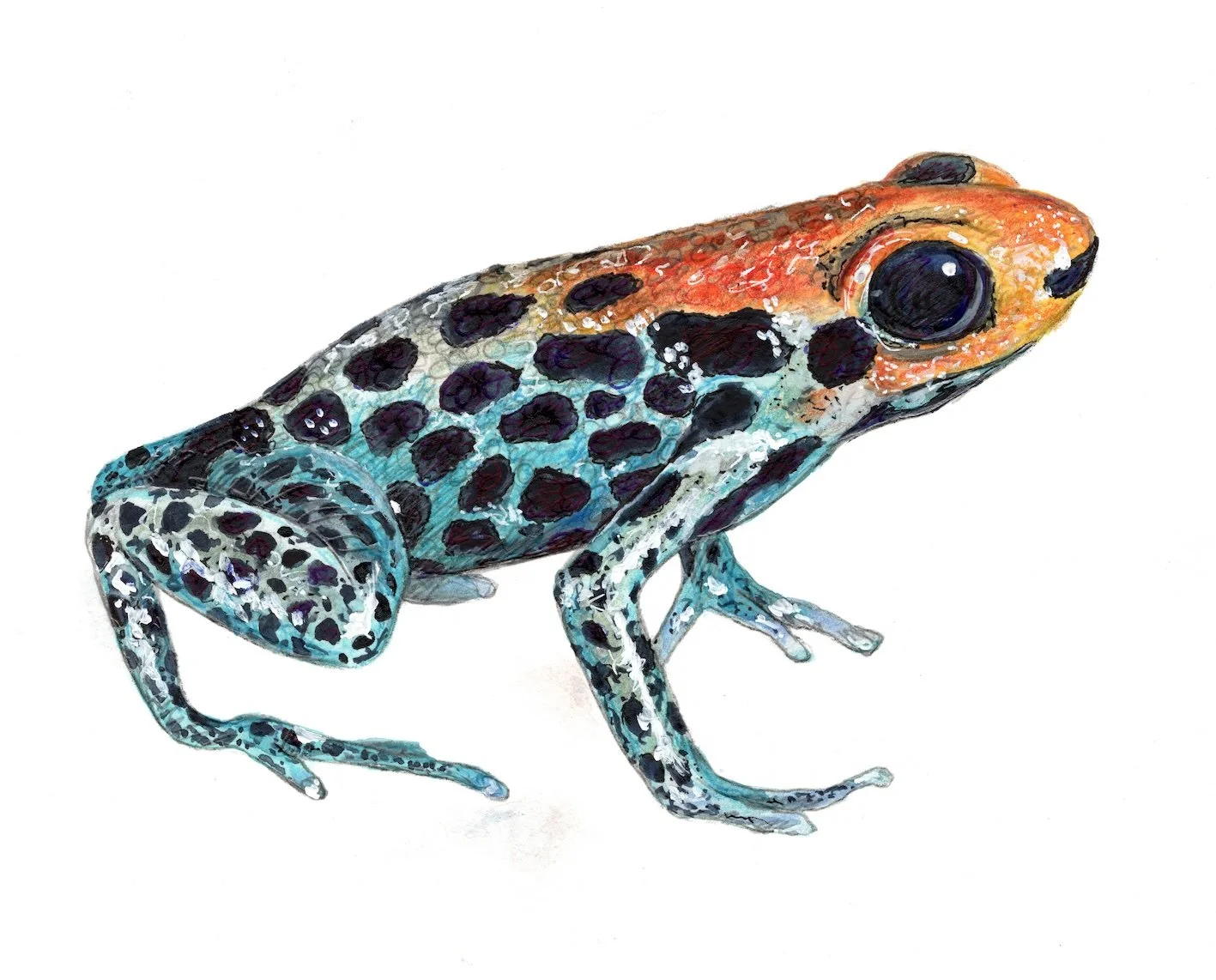 Red-Backed Poison Frog