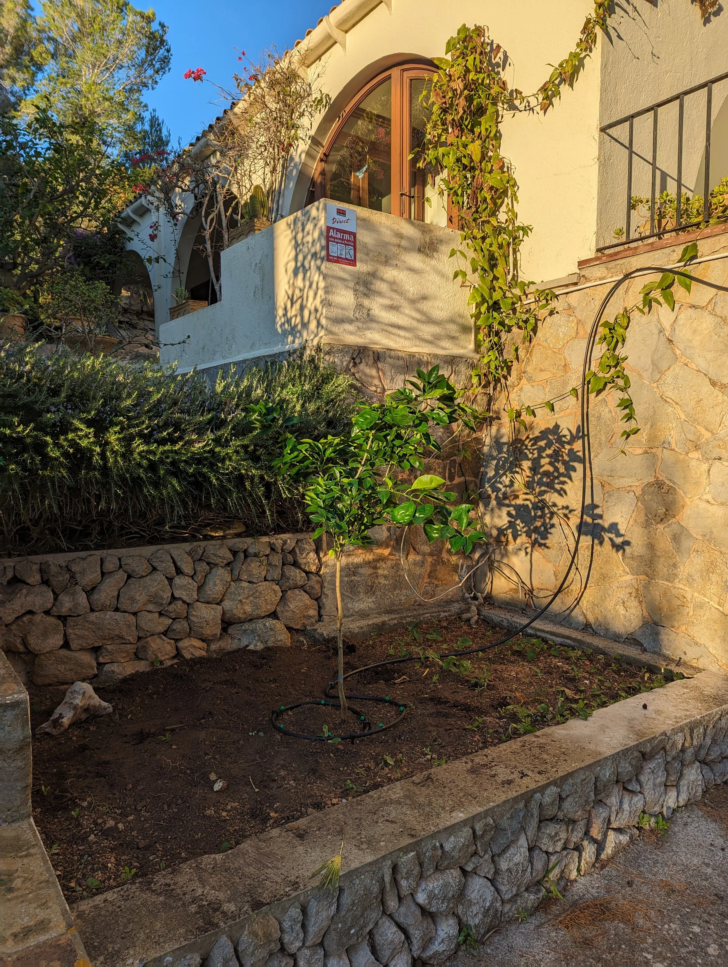 The new orange tree