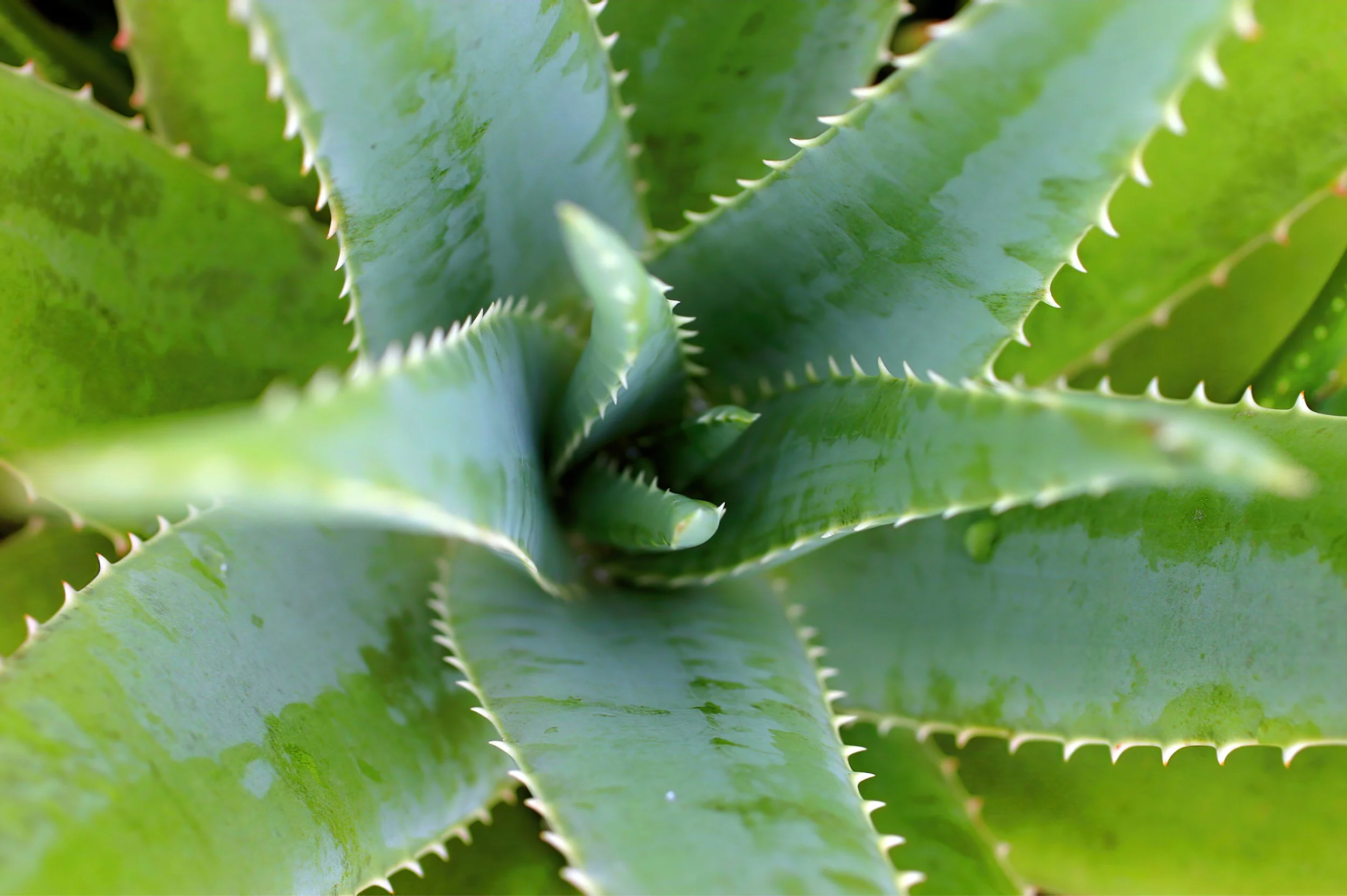 Aloe Vera in the garden