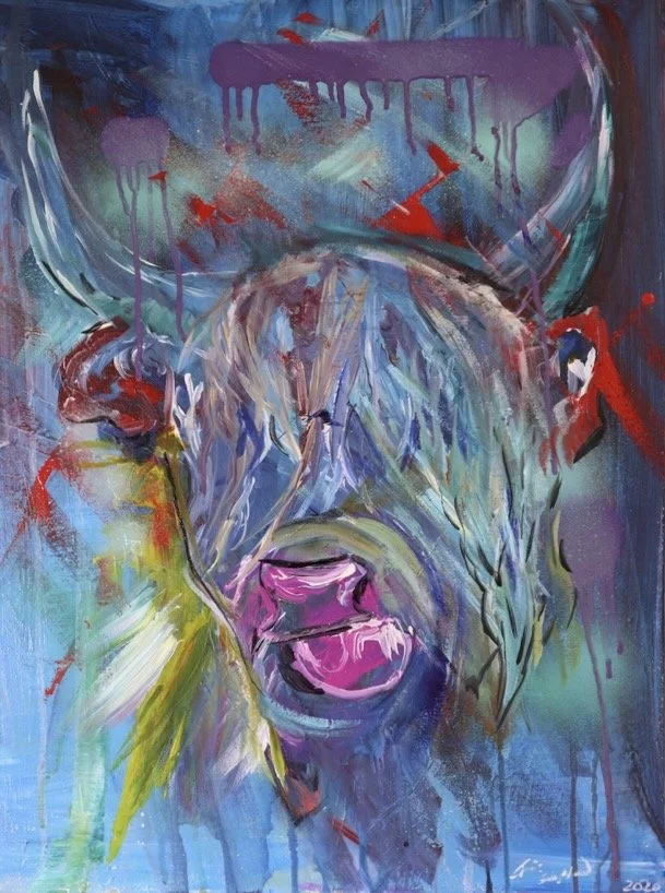 Highland coo - 1.jpeg