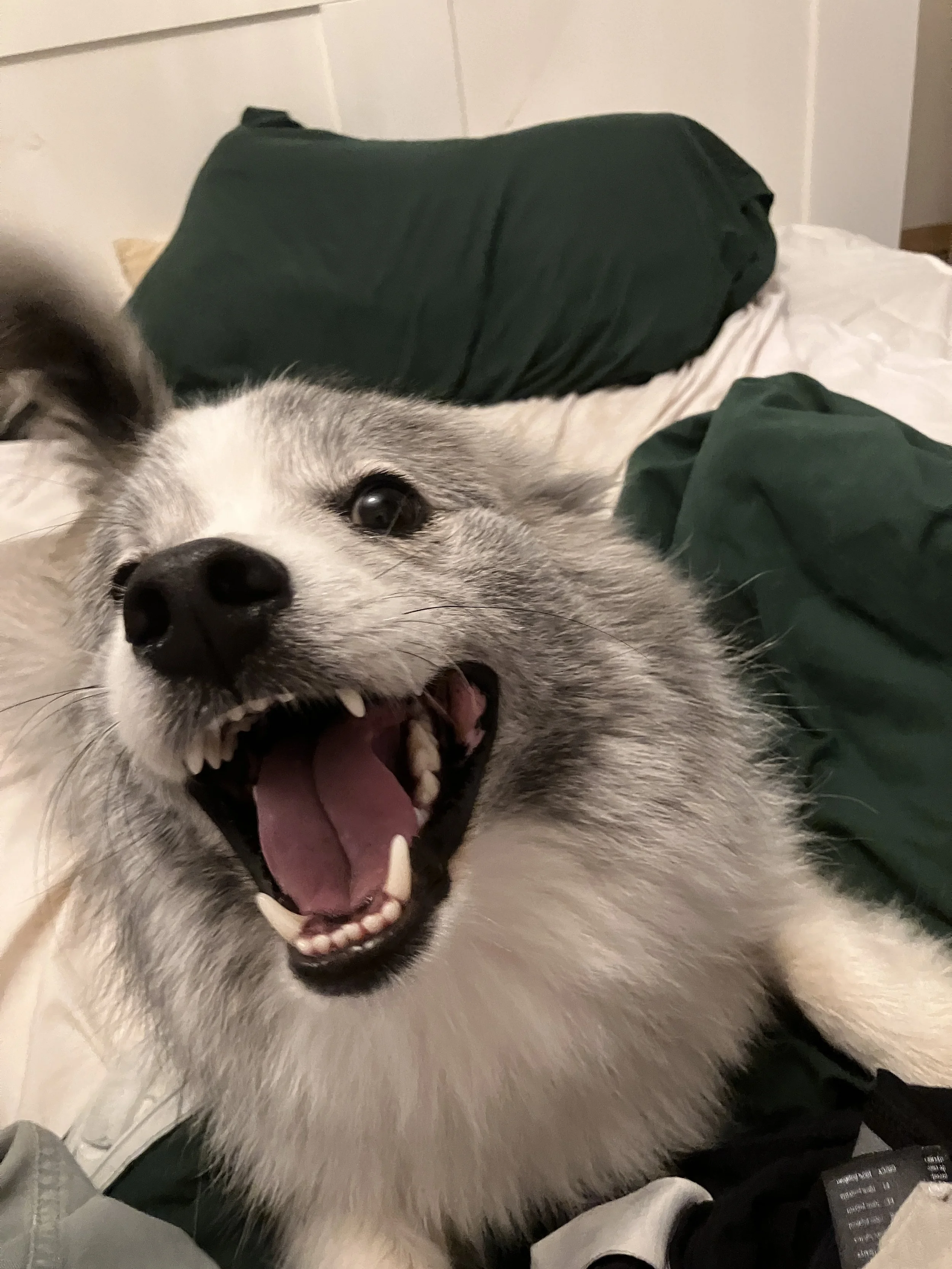 Chris upfest 2024 - 1.jpeg