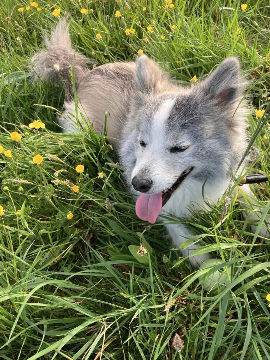 happy ralph grass chris shopland.jpg