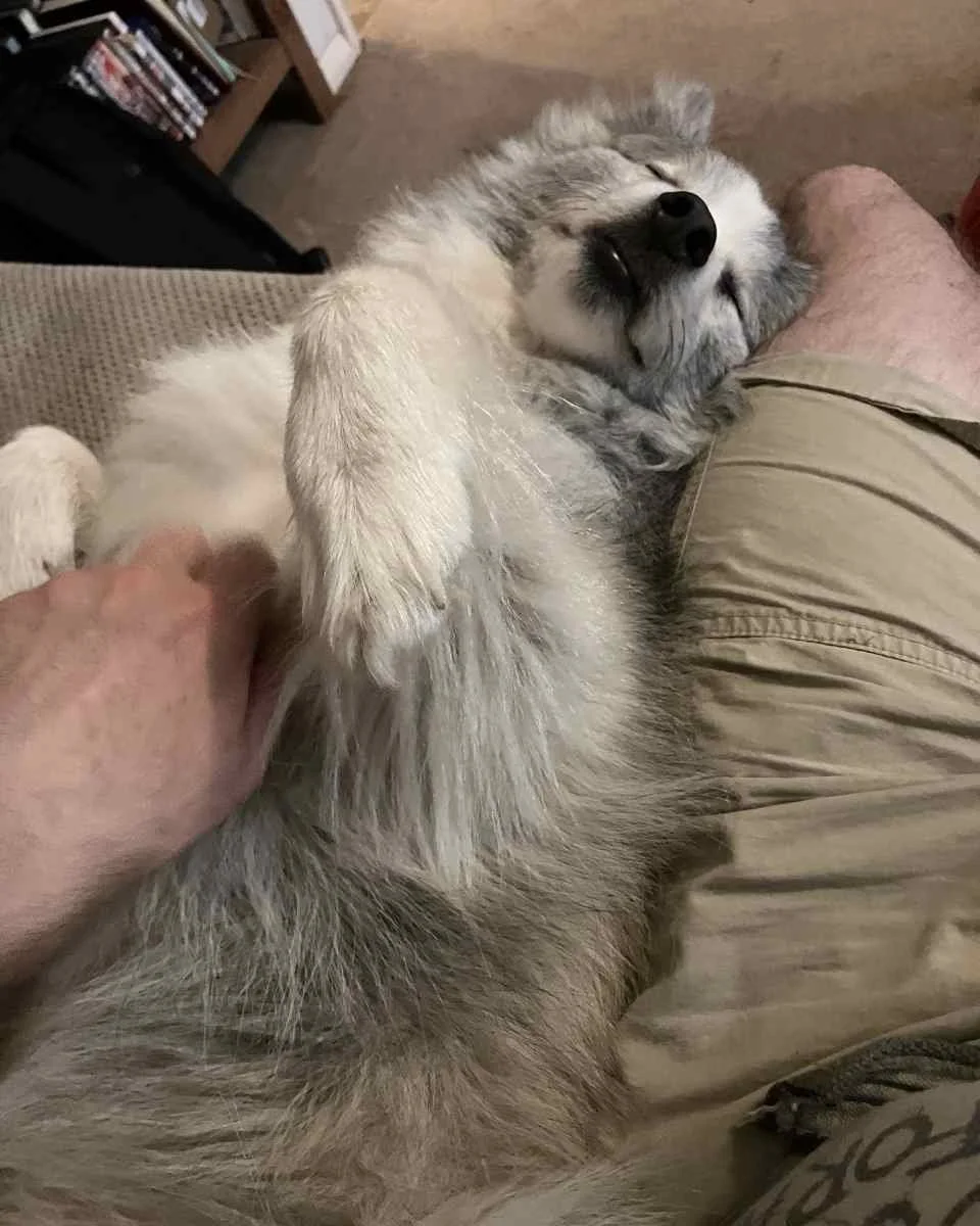 Ralph snoozing Chris Shopland.jpg