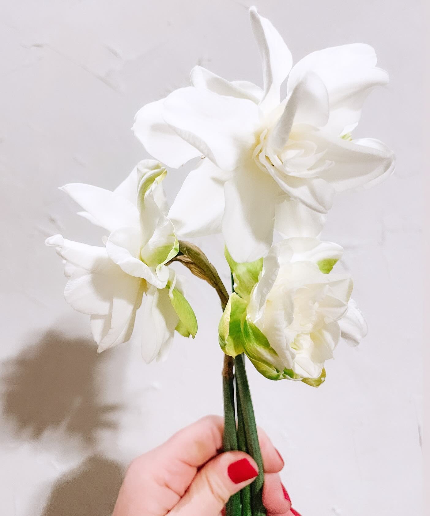 There are few things more miraculous than springtime in the Midwest.  The whole world becomes revitalized and vibrant.  It&rsquo;s simply lovely.

How gorgeous are these narcisuss from @northerly.flora?! Swoonworthy 🤍