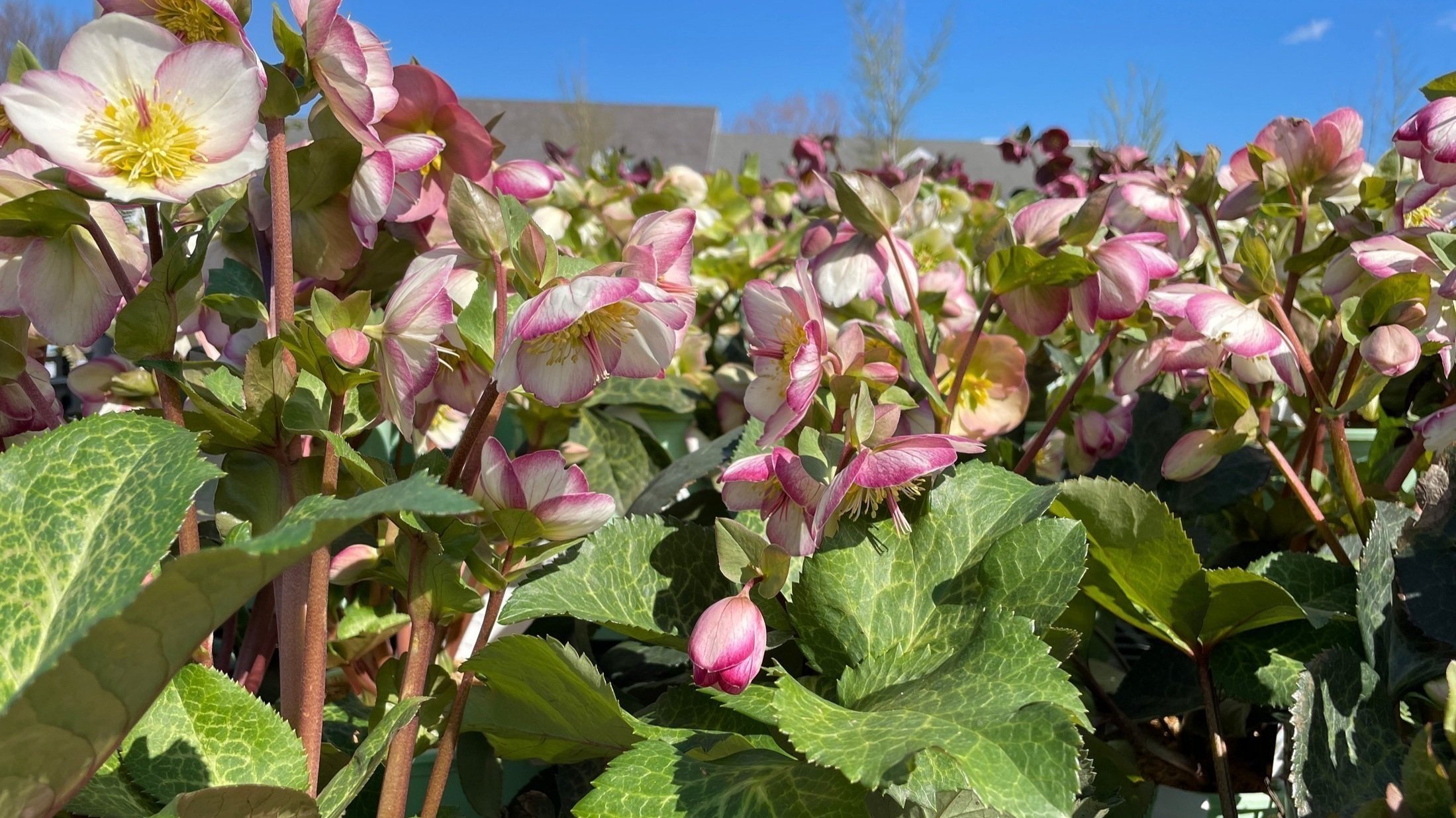  Helebores, also known as Lenten Rose, in stock at The Plant Kingdom in Louisville, Kentucky. 