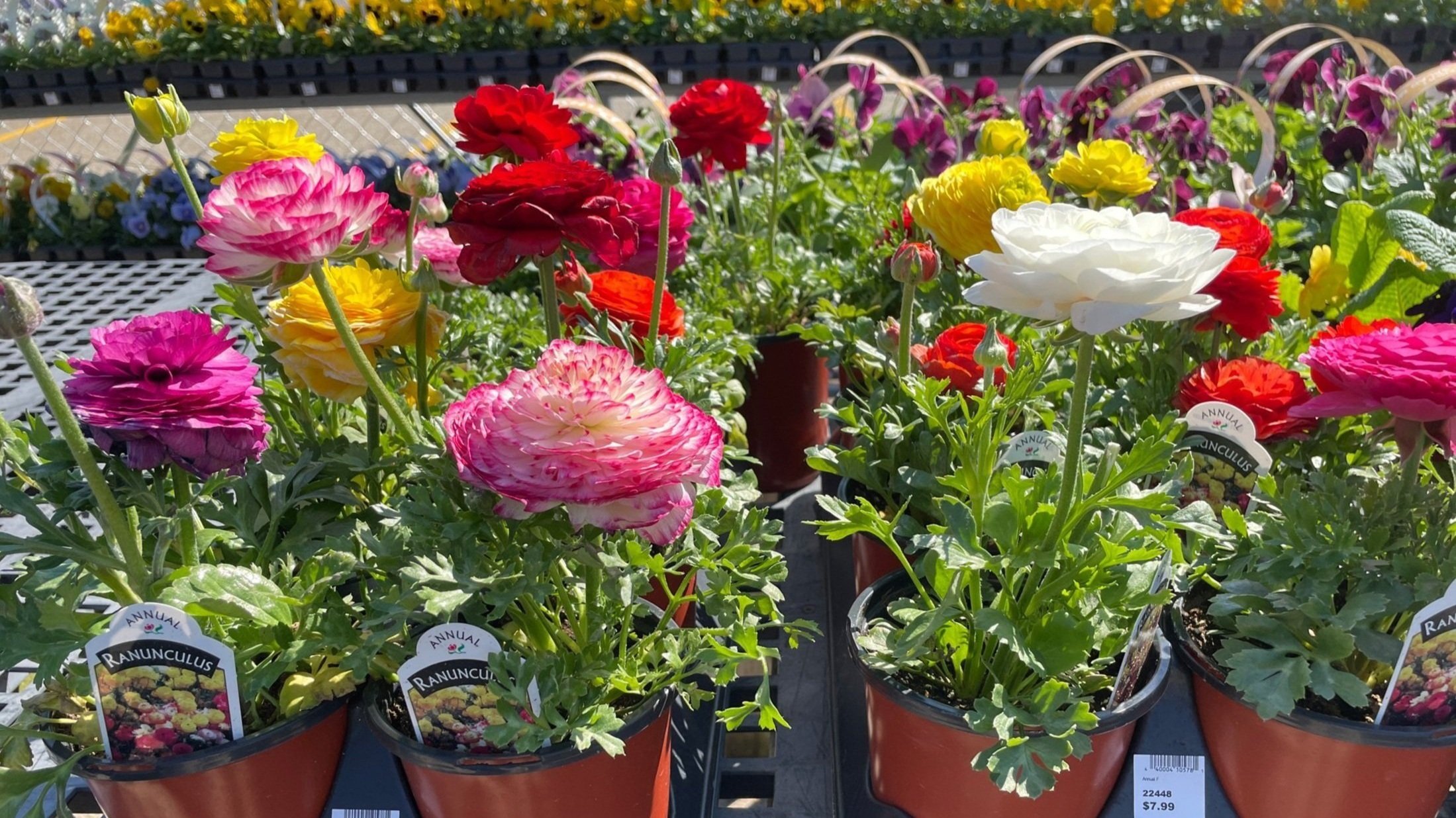  Ranunculus in stock at The Plant Kingdom in Louisville, Kentucky. 