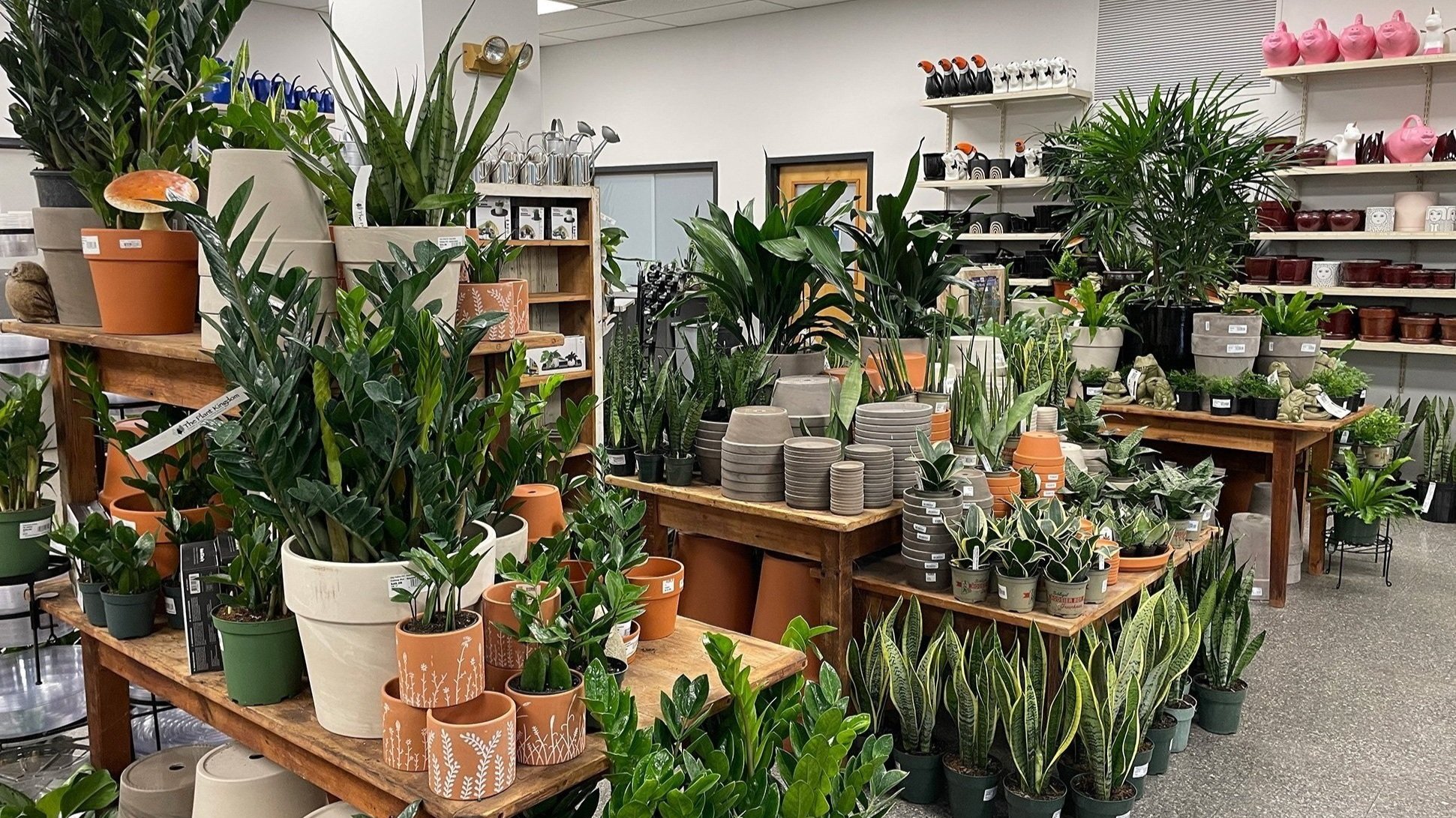  Large selection of unique and interesting indoor plants, pots, fountains, and other garden needs are all in stock at The Plant Kingdom in Louisville, Kentucky. 