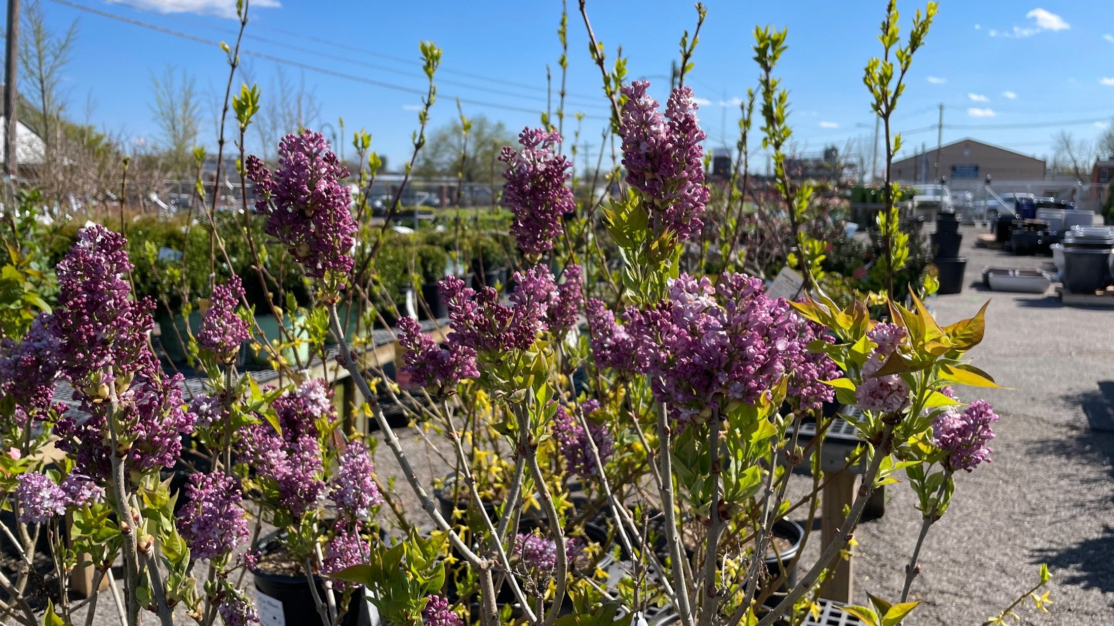  Lilac shrubs in stock at The Plant Kingdom in Louisville, Kentucky. 