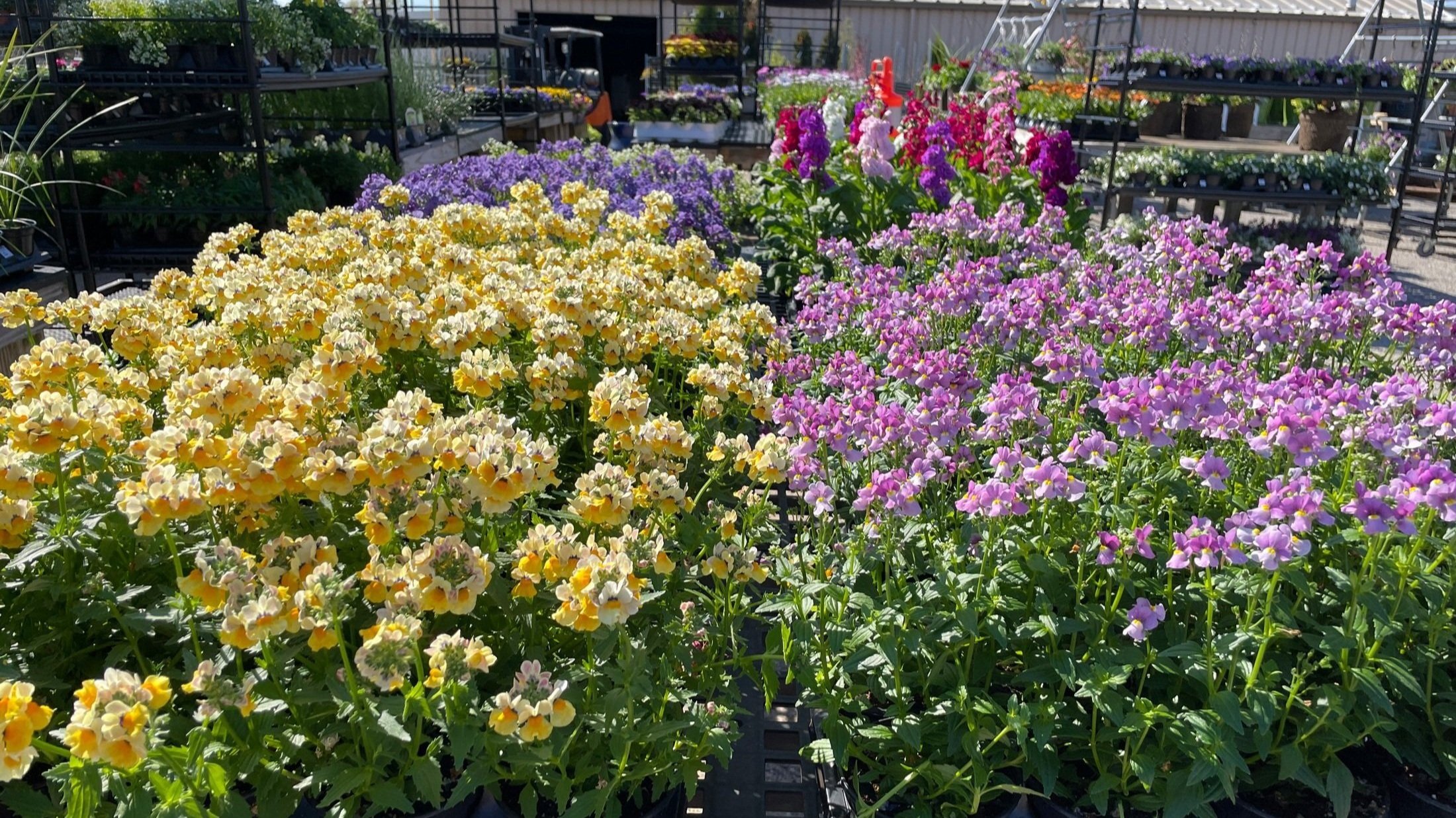  Summer annuals arrive weekly at The Plant Kingdom in Louisville, Kentucky. 