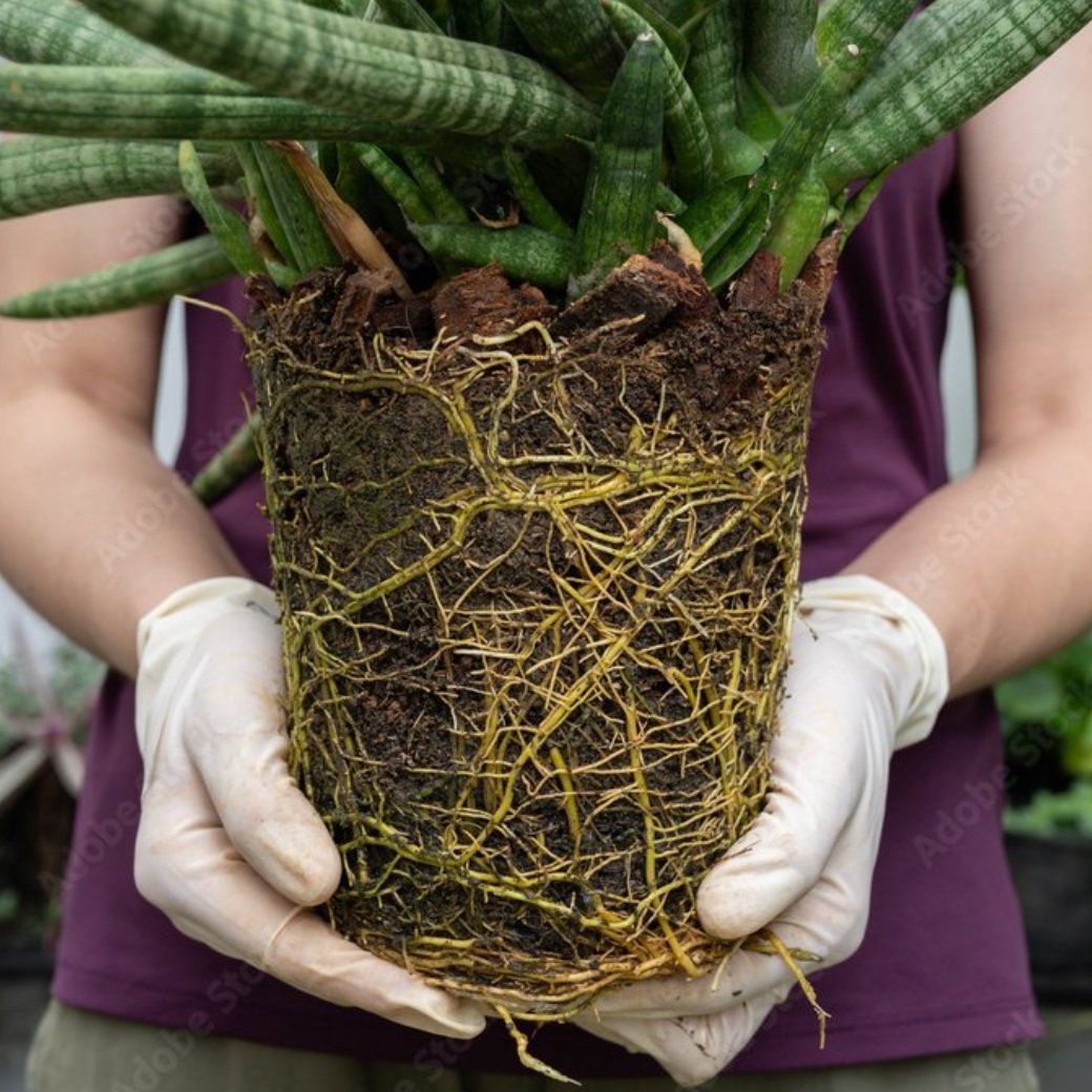 Repotting Services
