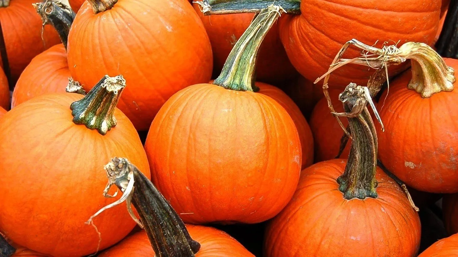 Pumpkins and Gourds
