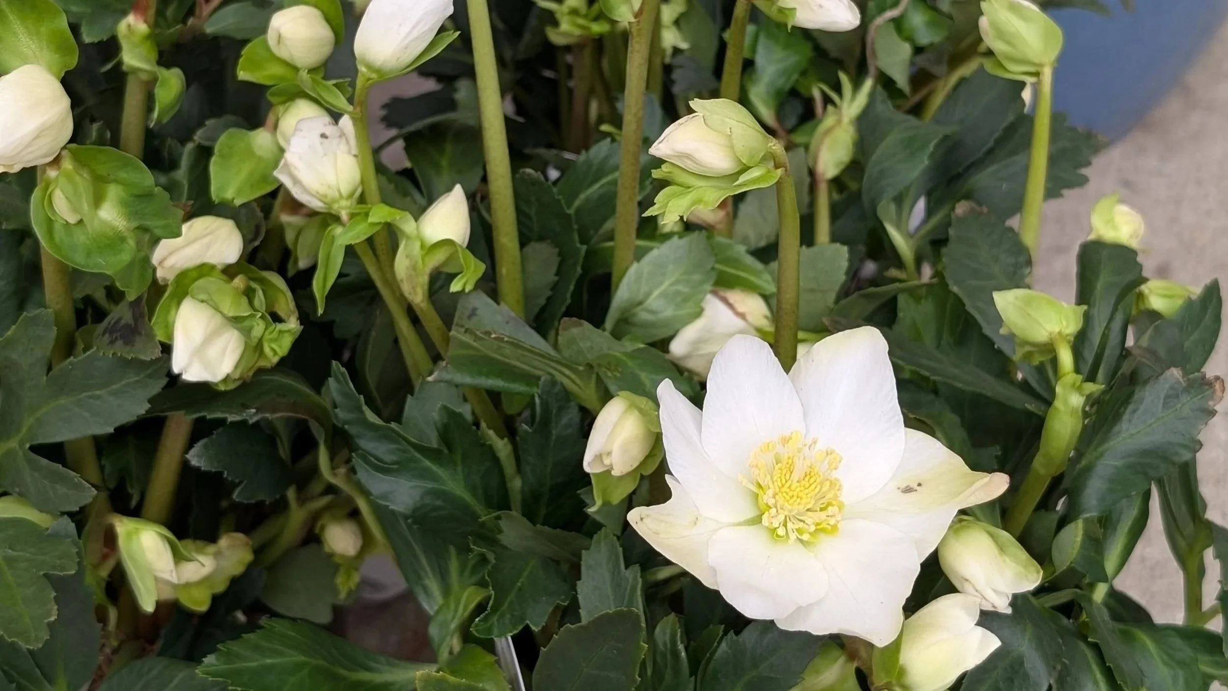 Winter Hardy Plants