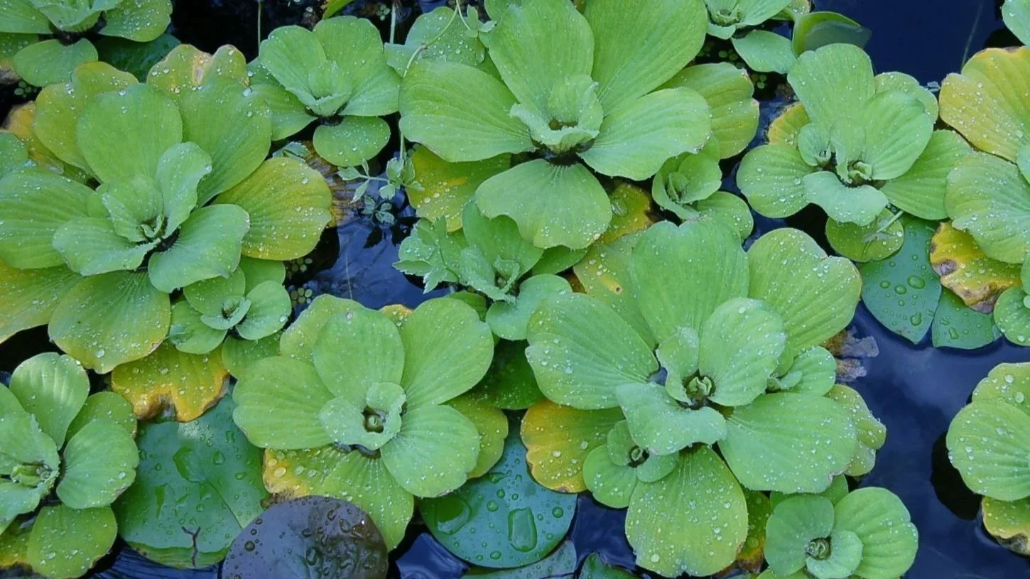 Water Plants