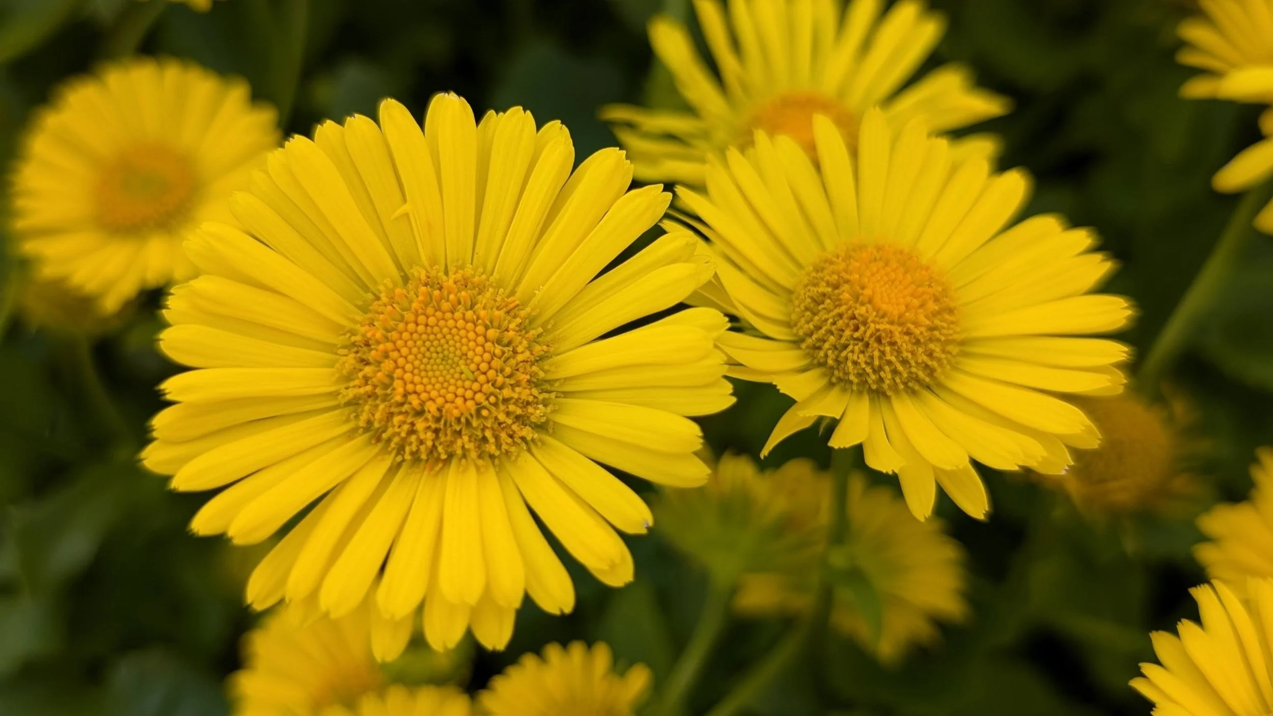 Perennials &amp; Ground Covers