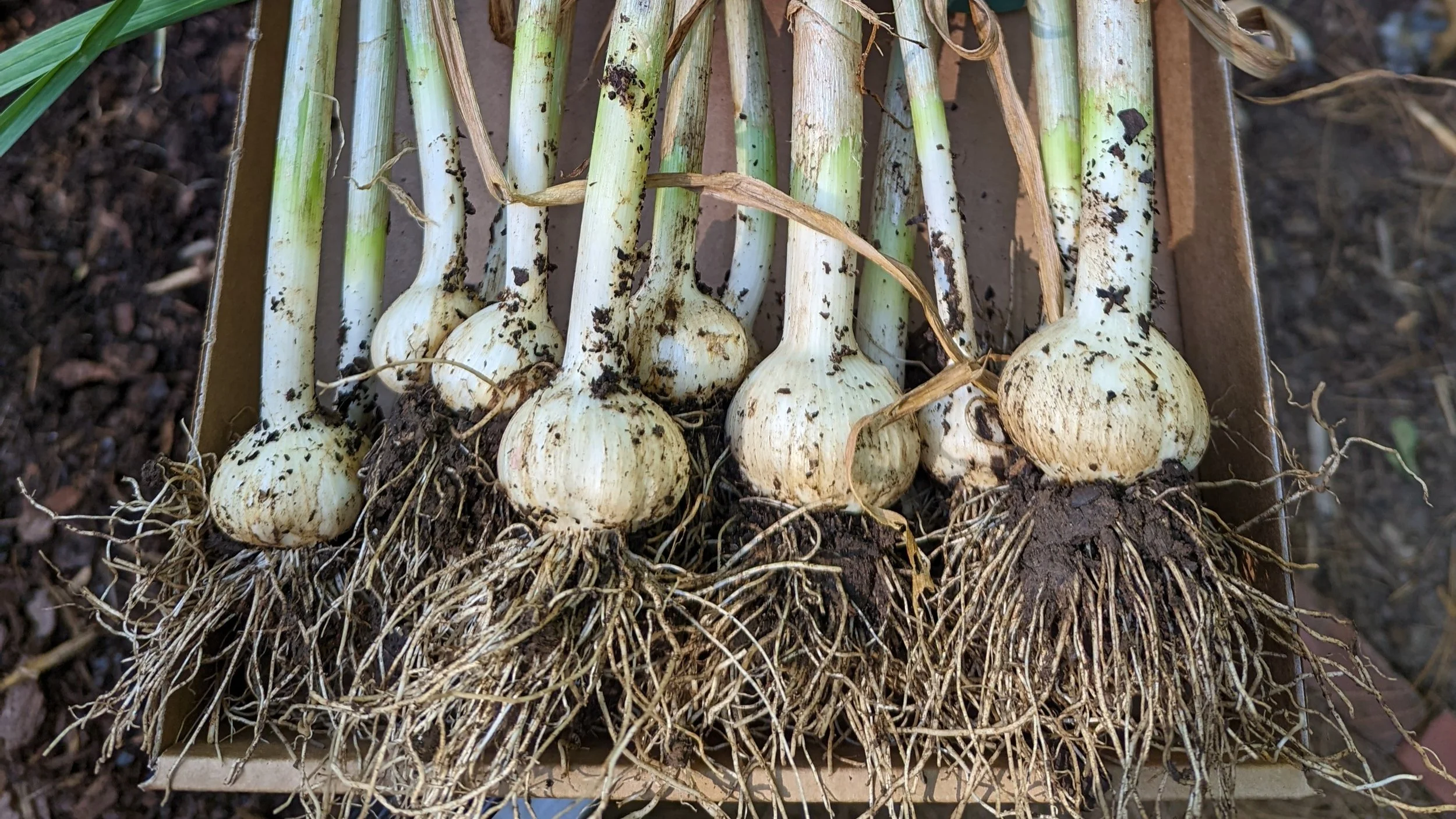 Garlic