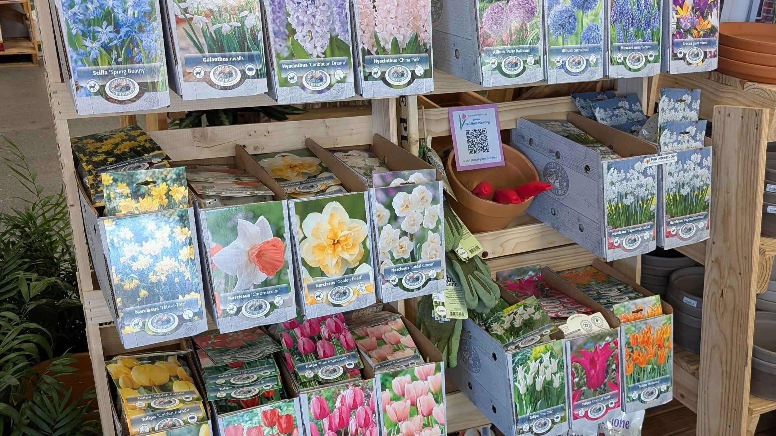 Fall Bulbs